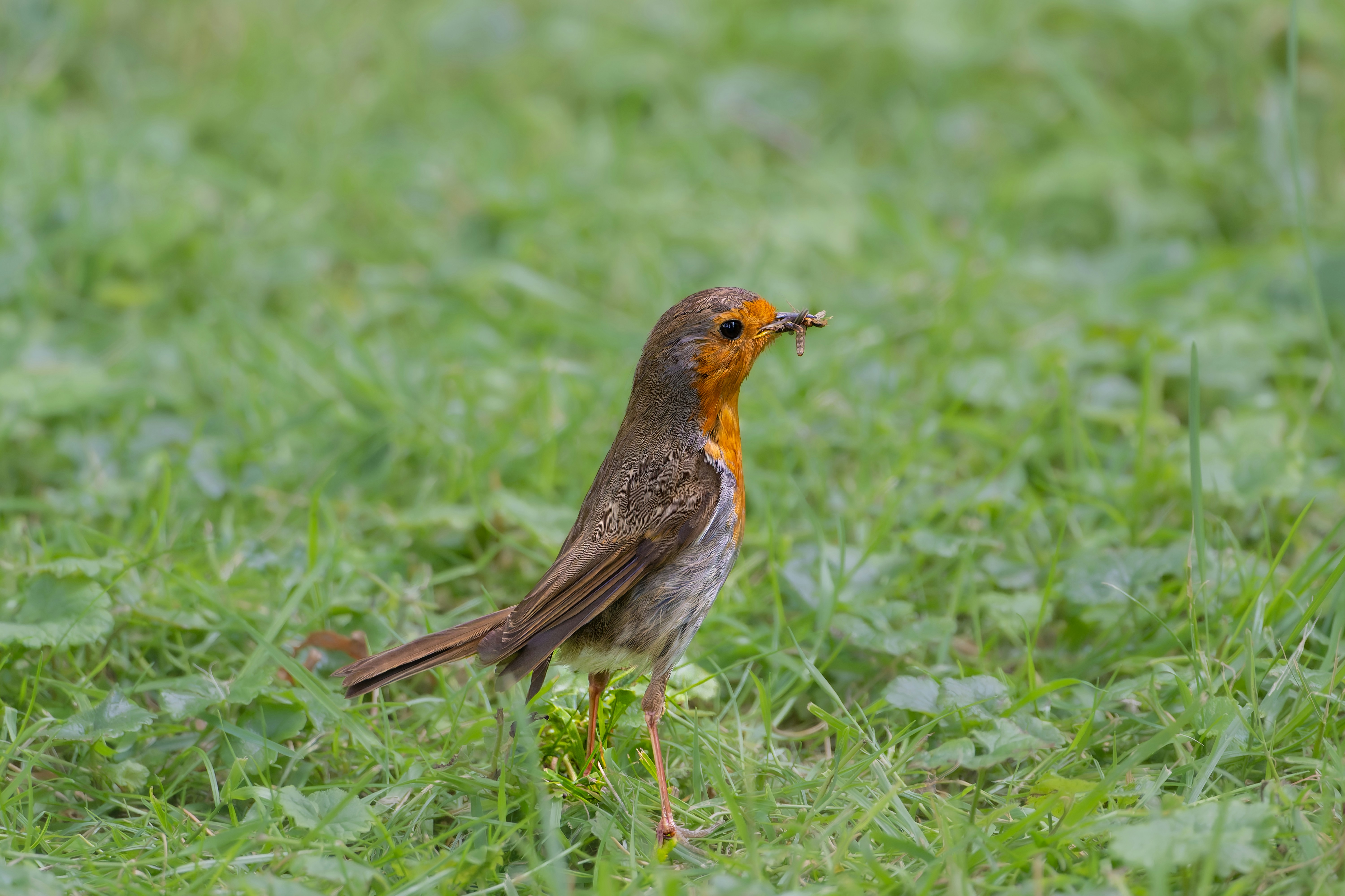 Photo by siegfriedpoepperl