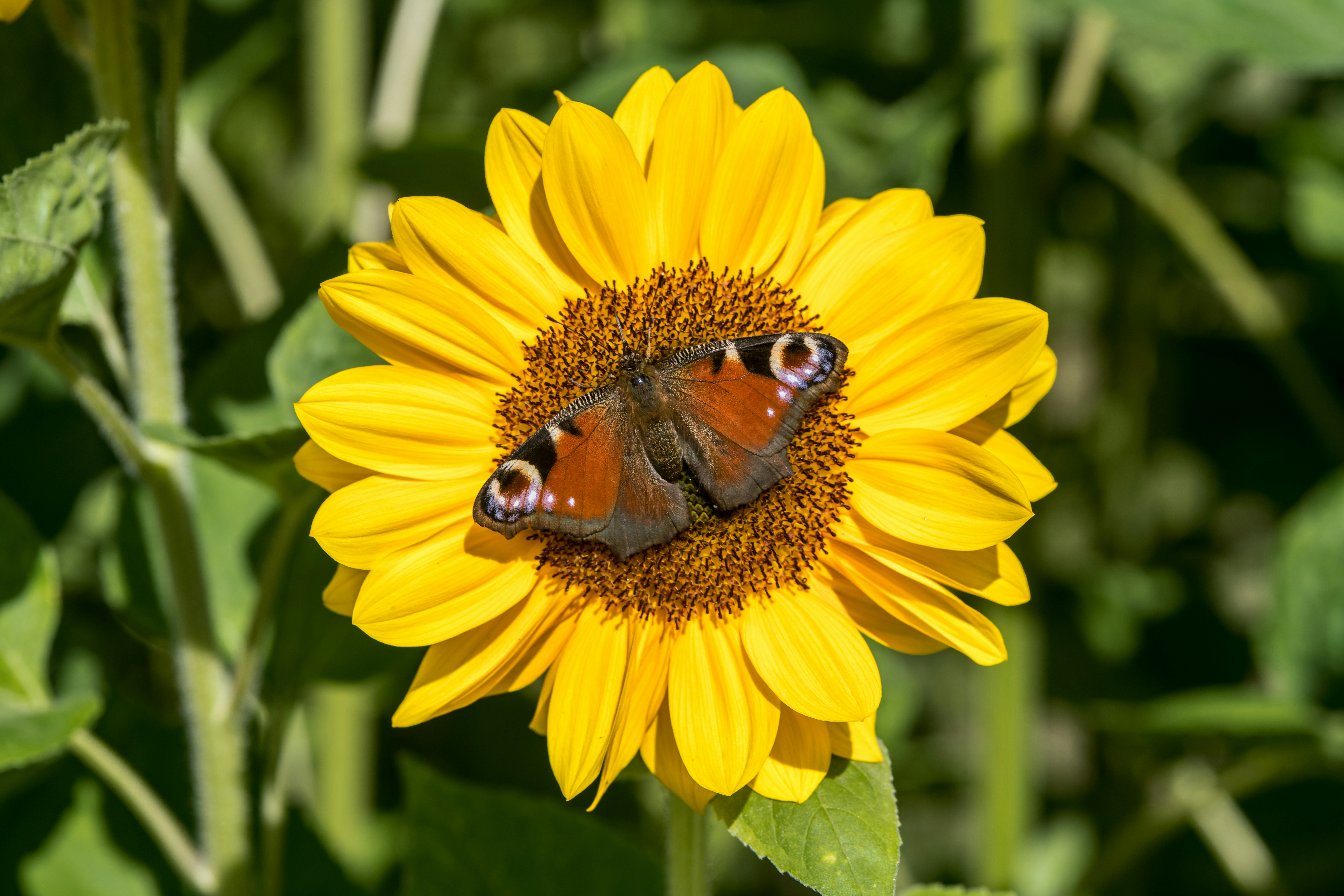 Photo by hamburgmeinefreundin