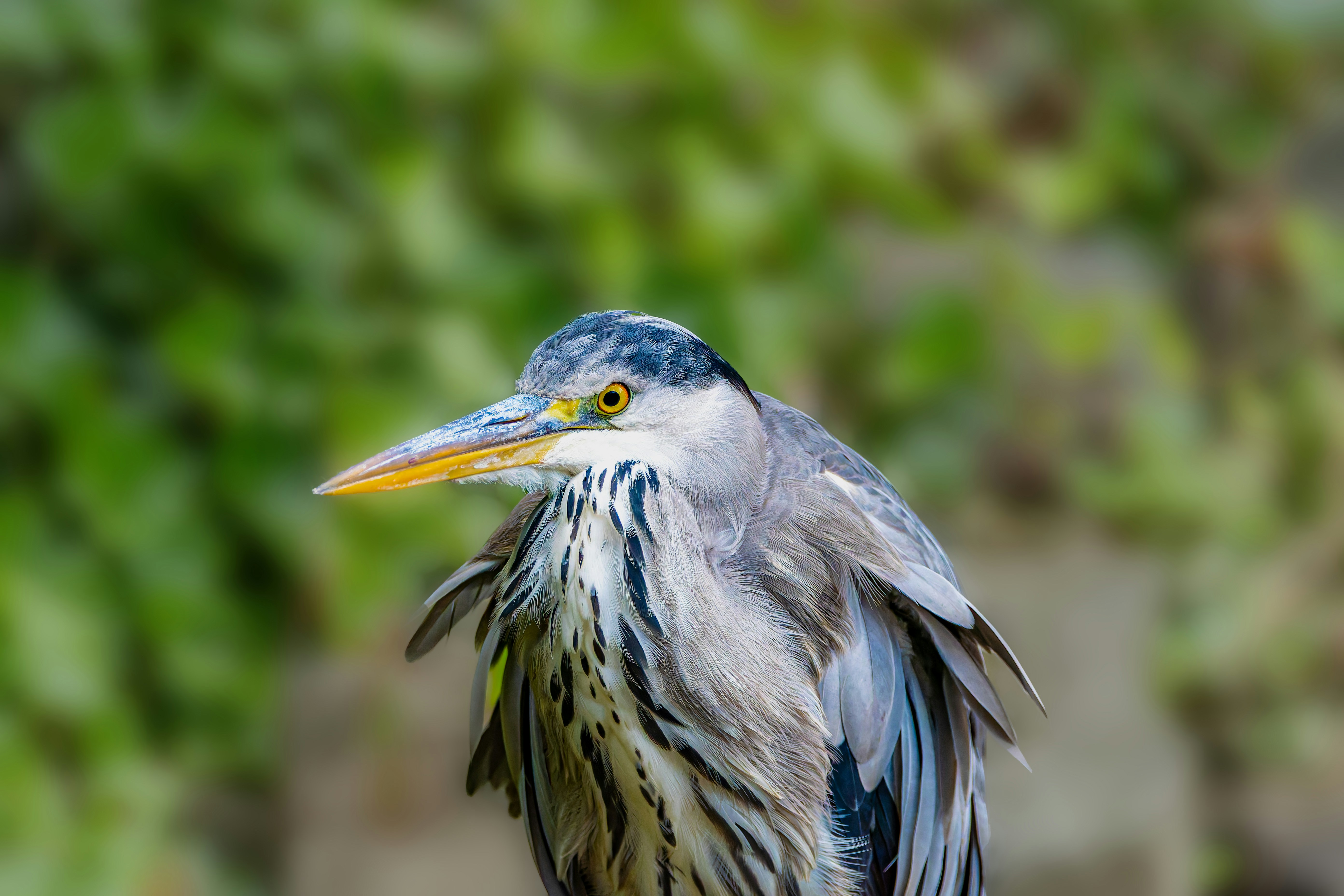 Photo by siegfriedpoepperl