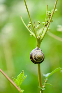 A close up of a snail on a plant