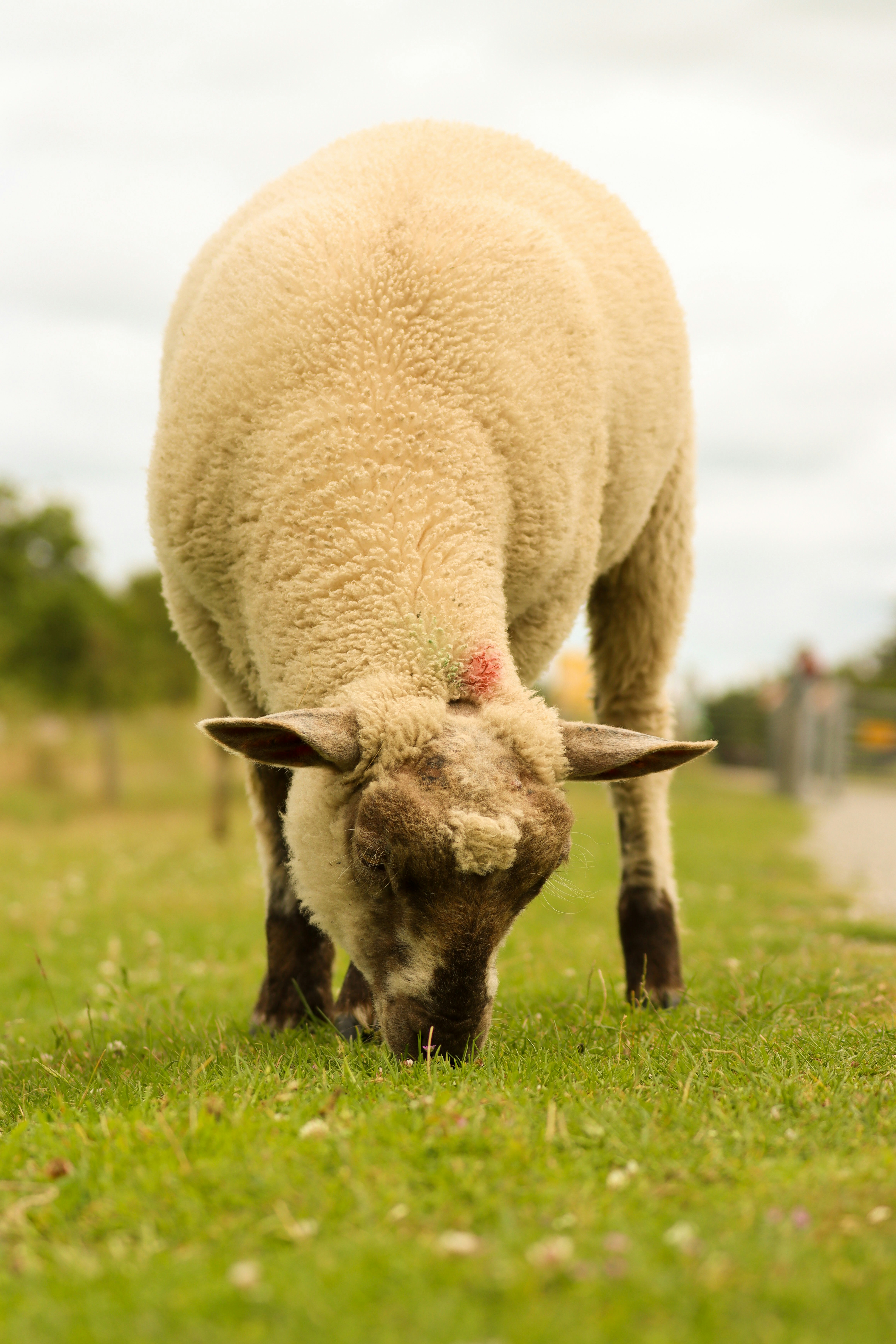 Photo by larsportjanow