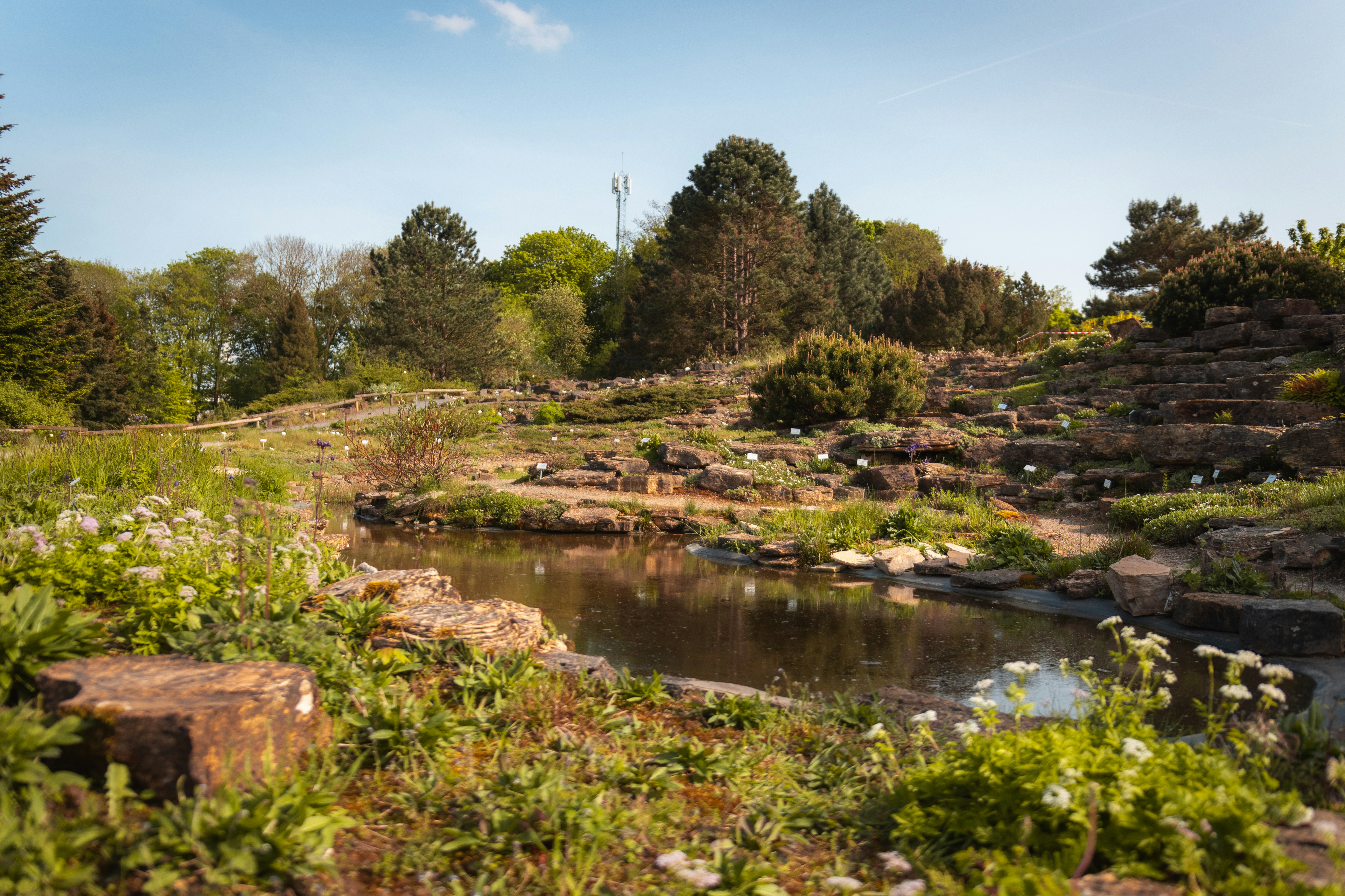 A small river running through a lush green forest