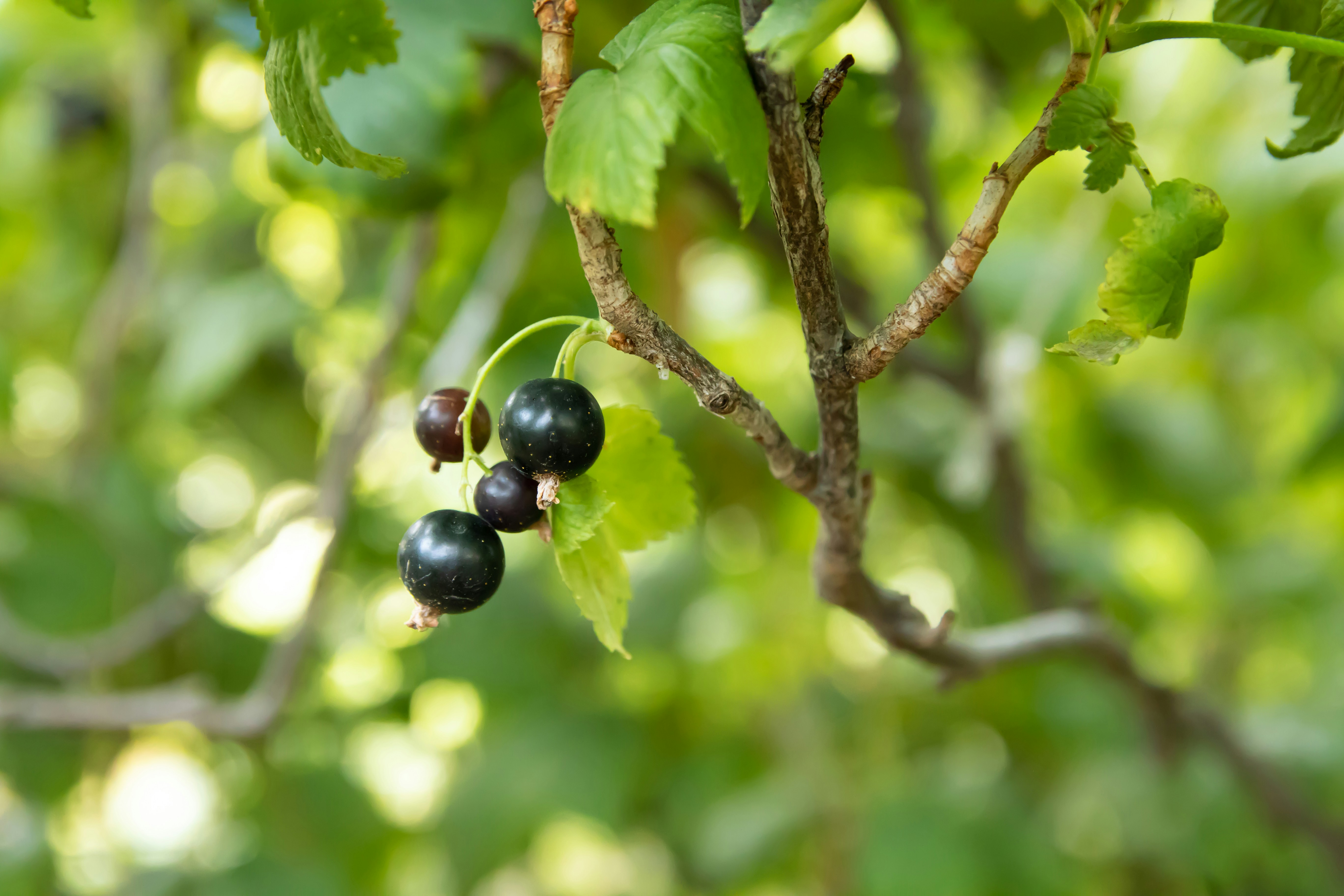 Photo by maksimzaviktorin