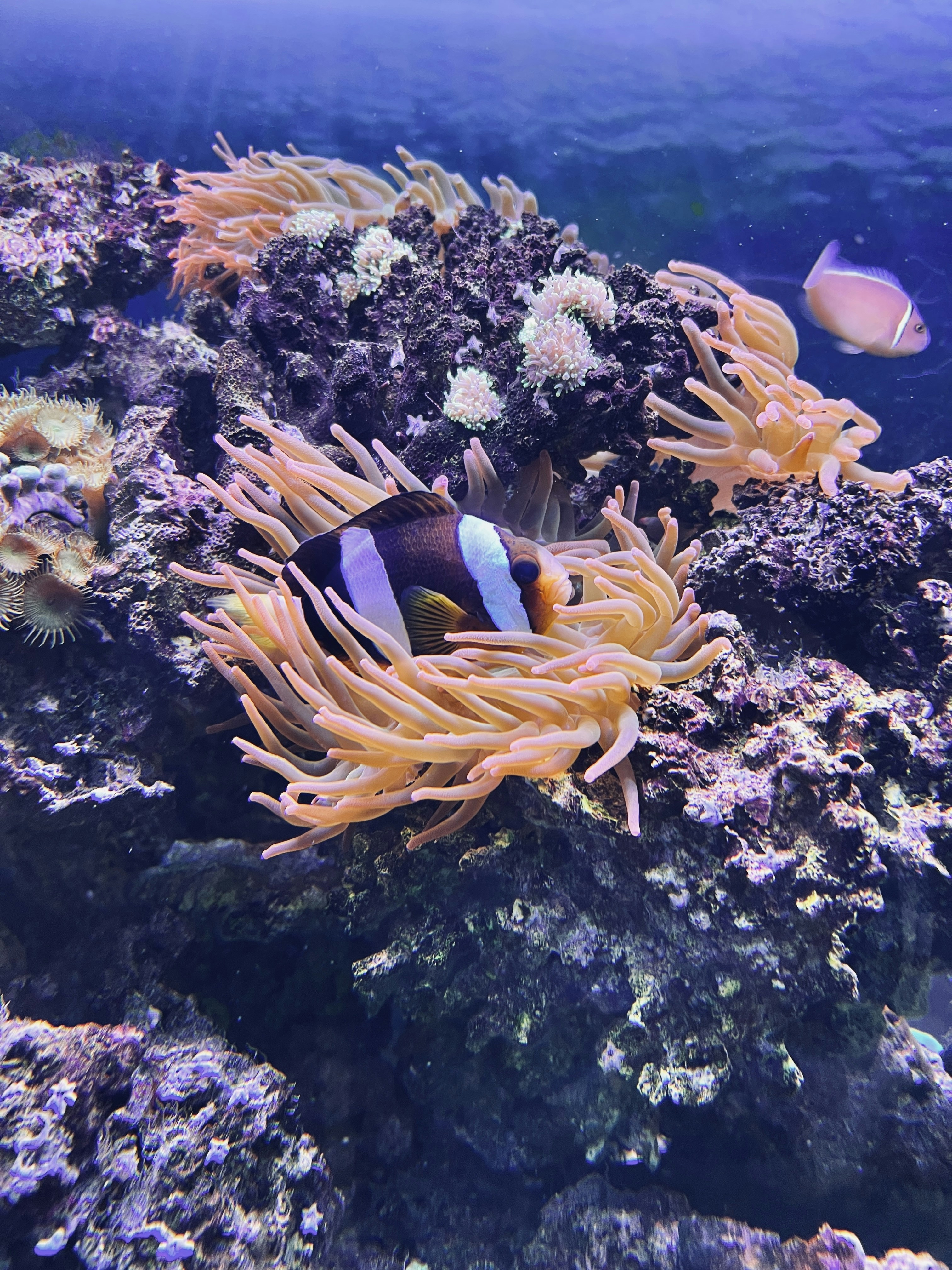 Clownfish nestled among the tentacles of a sea anemone on a tropical coral reef