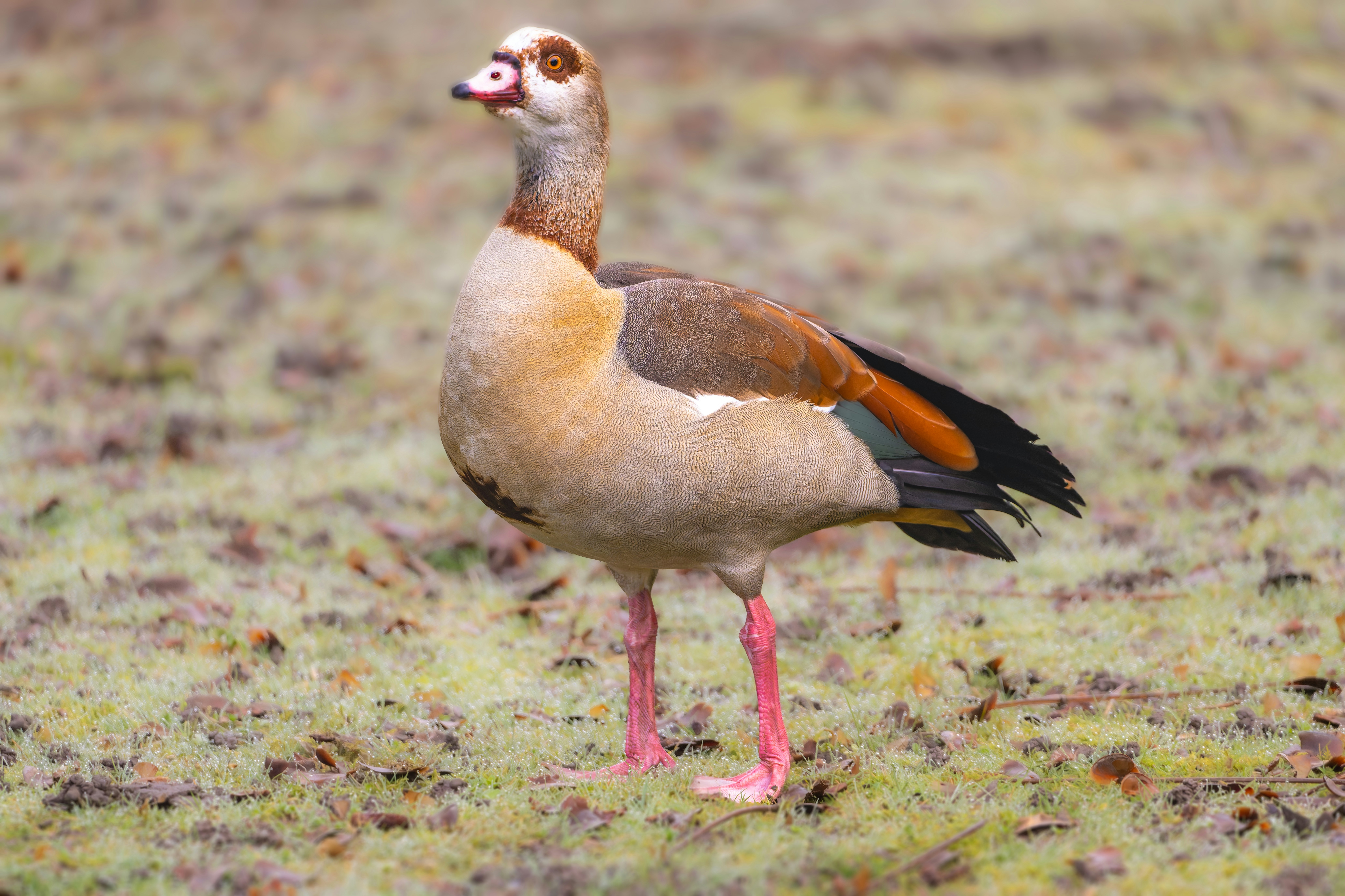 Photo by siegfriedpoepperl