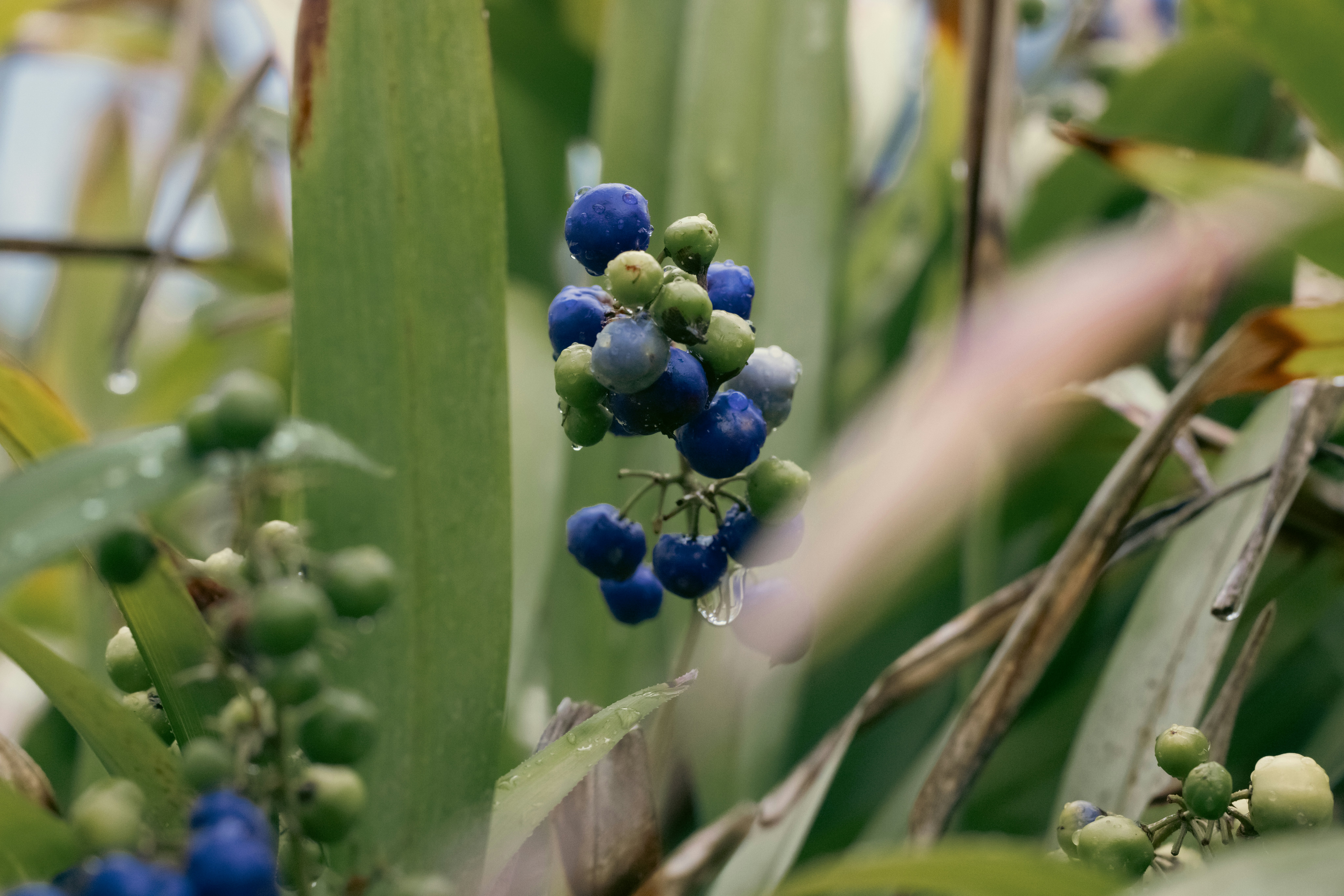 A bunch of blue berries growing on a plant
