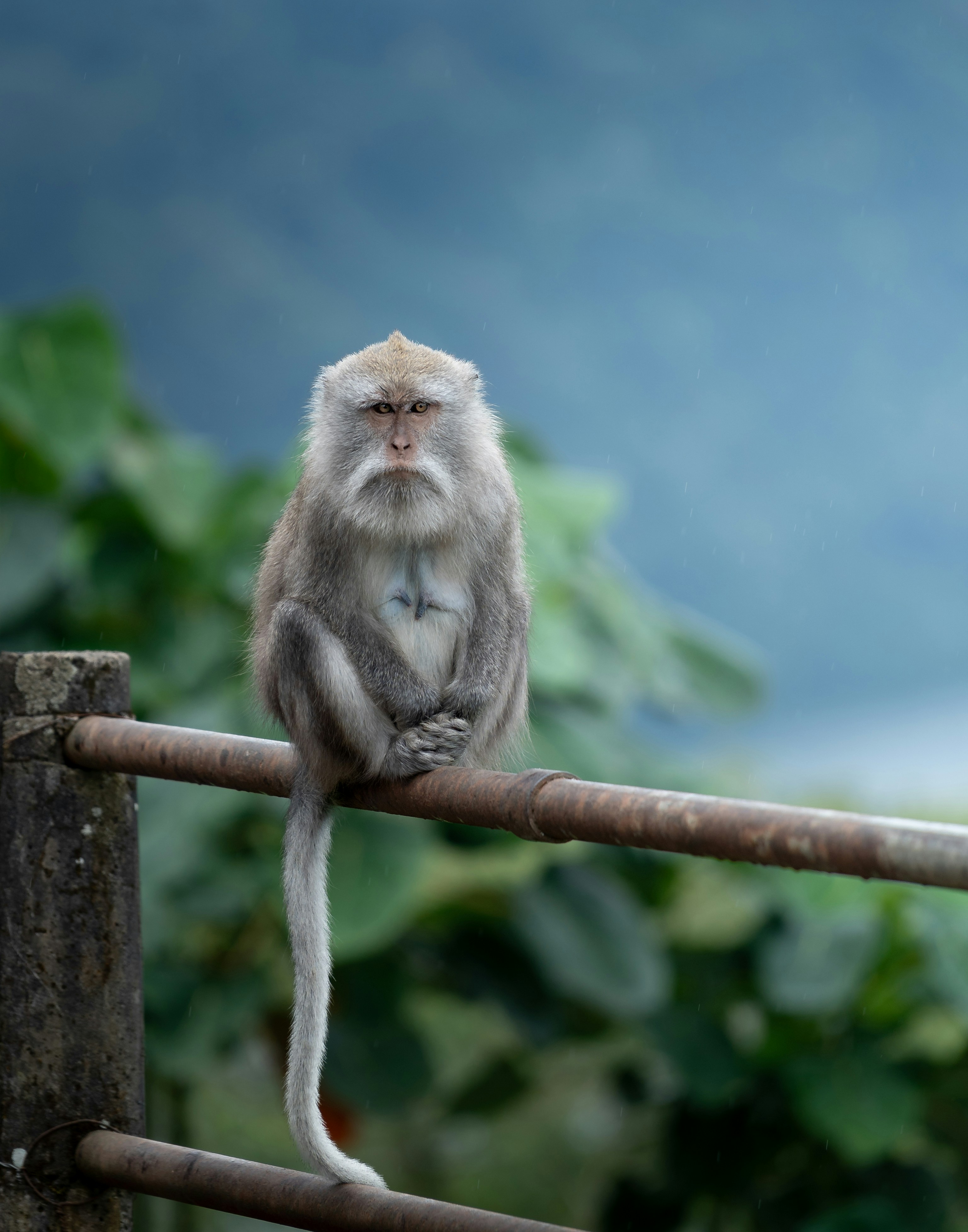 A monkey sitting on top of a metal fence