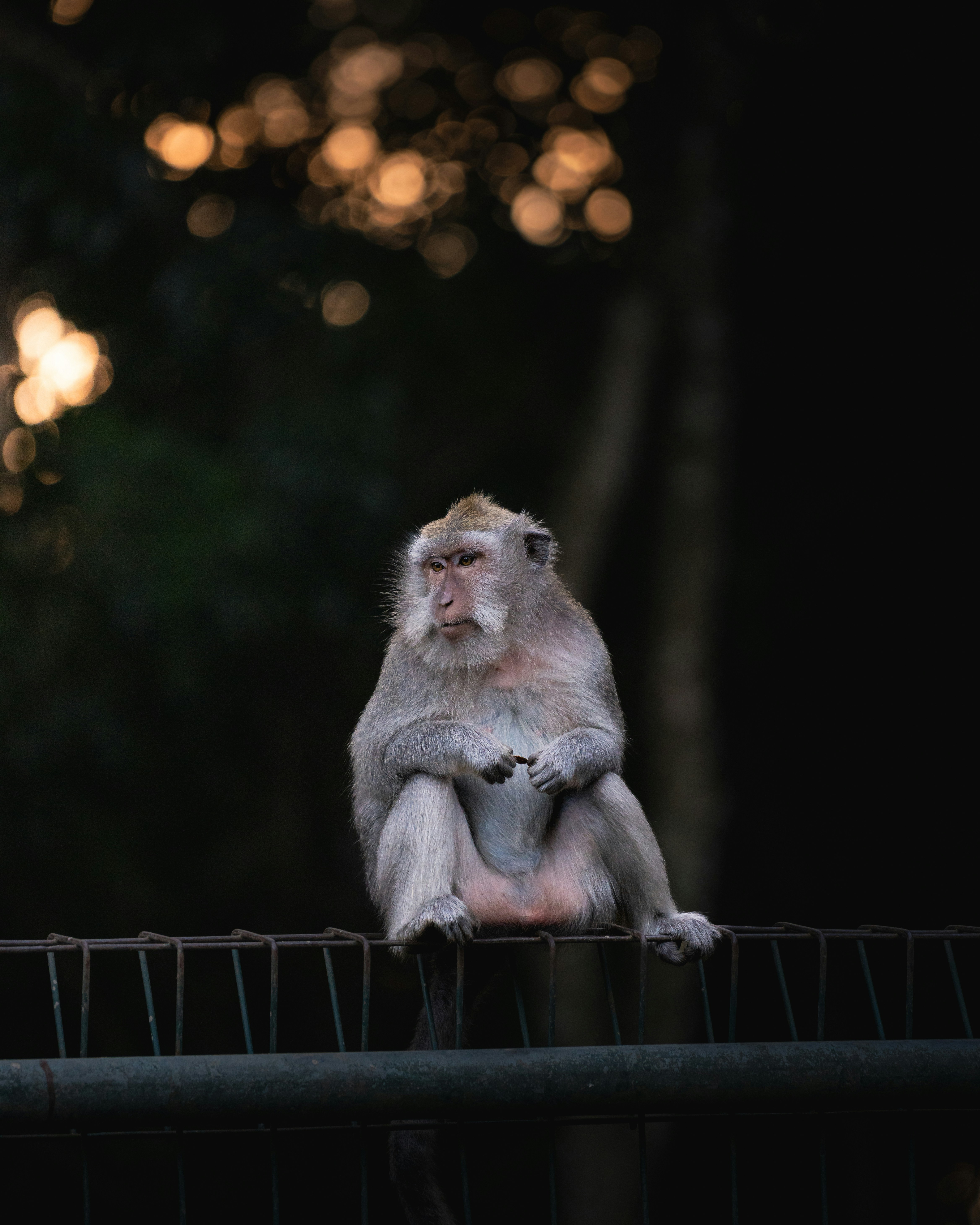 A monkey sitting on top of a metal fence