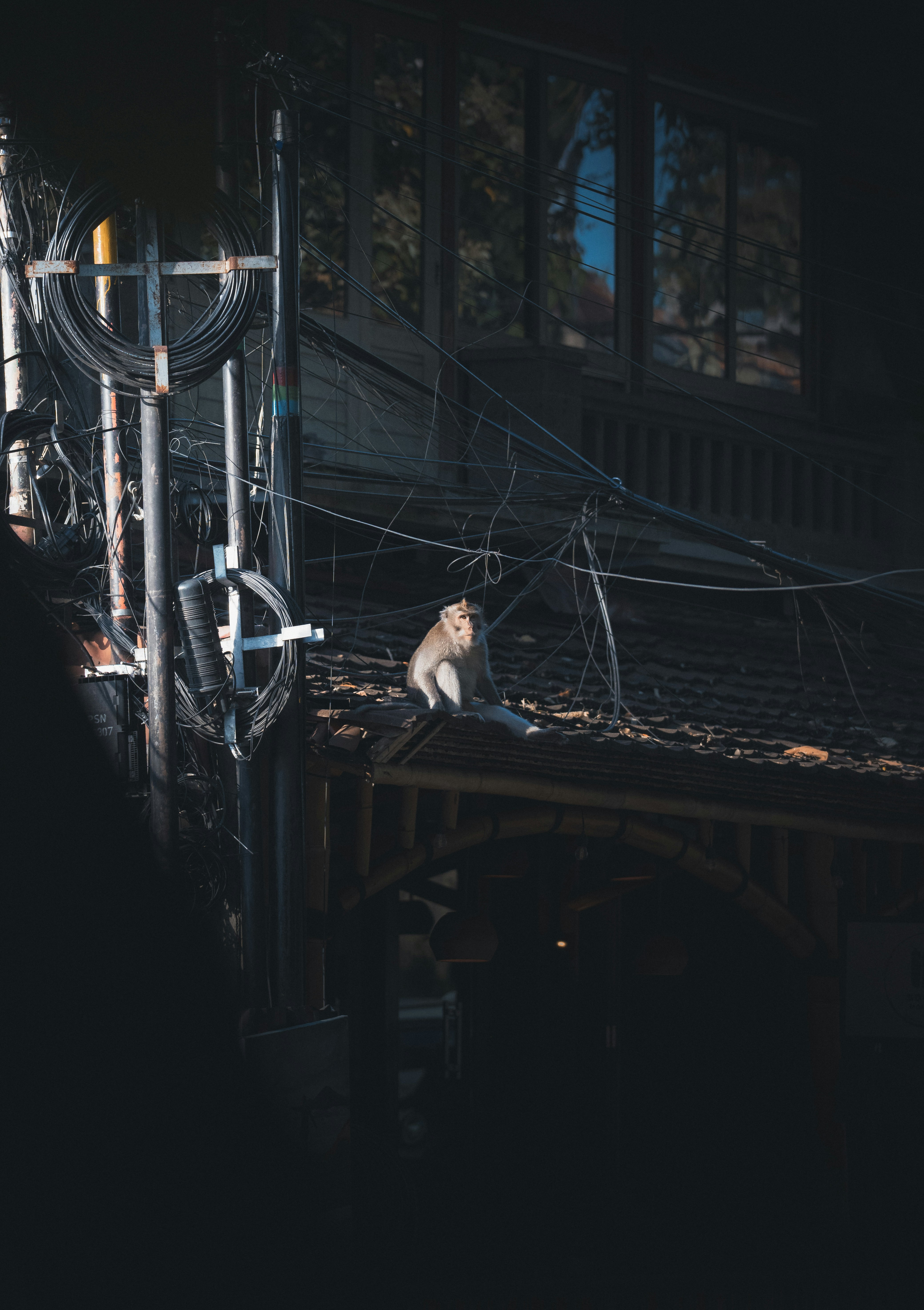 A cat sitting on top of a roof in the dark