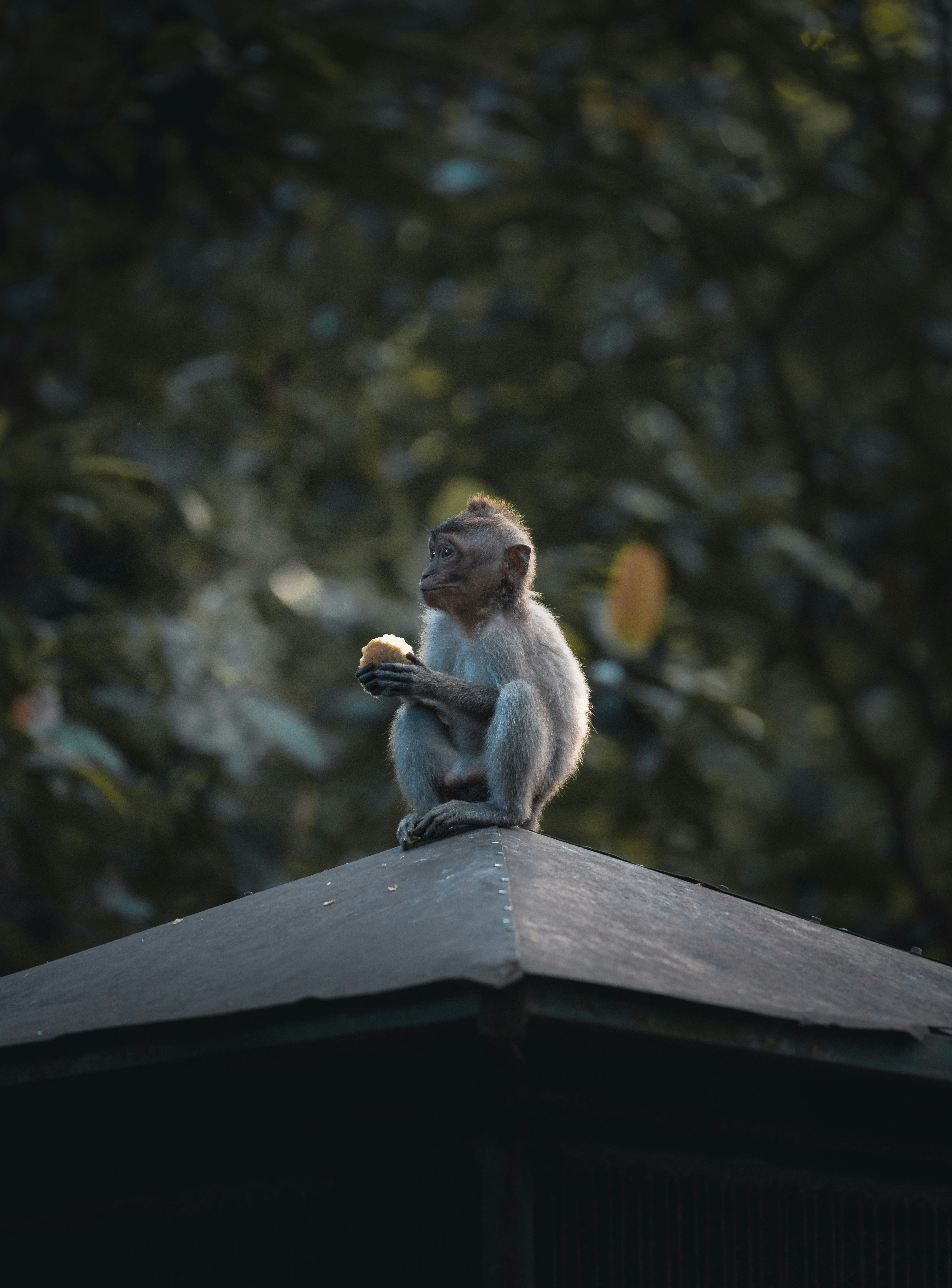 A small monkey sitting on top of a roof