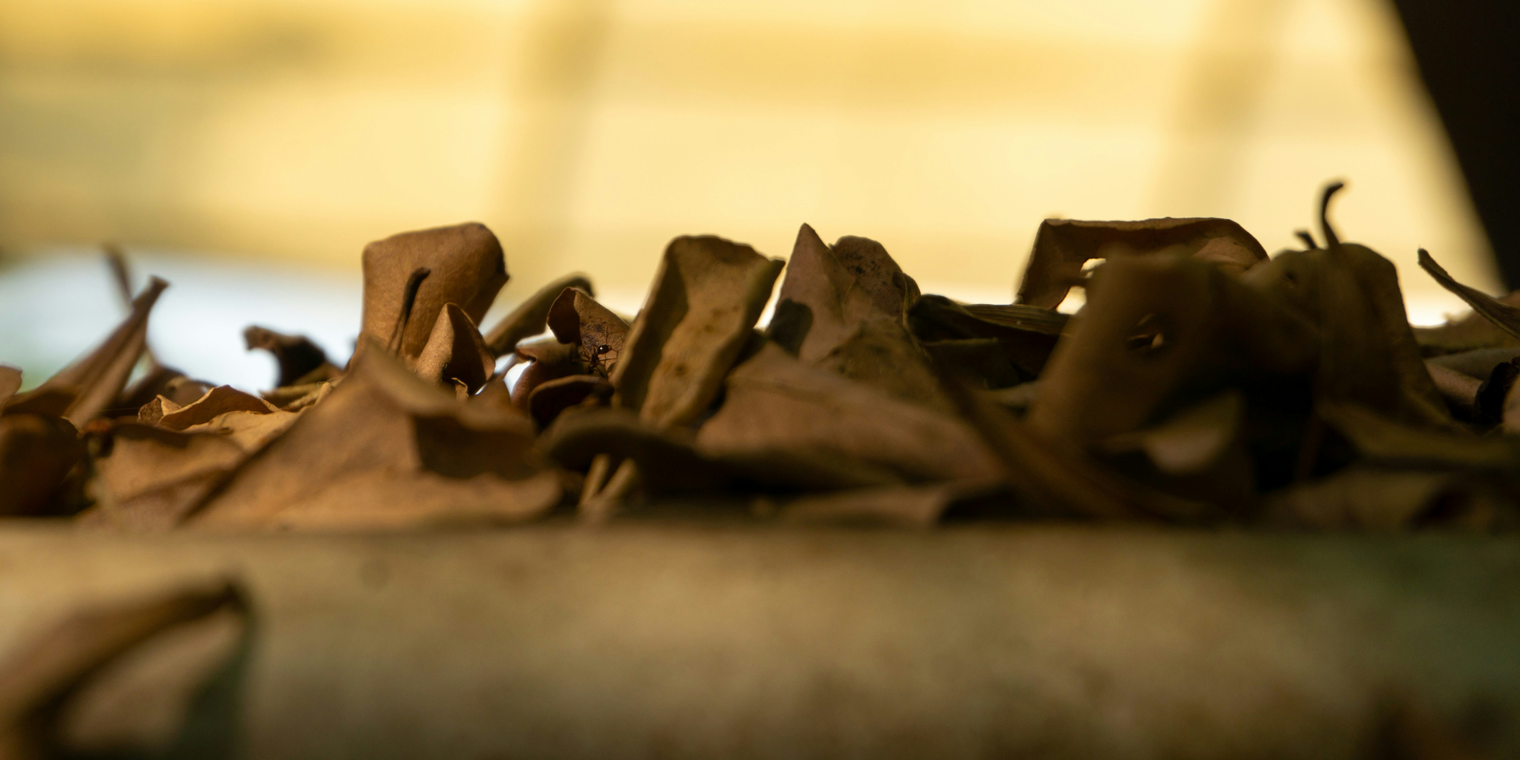 Photo by aletraekaye