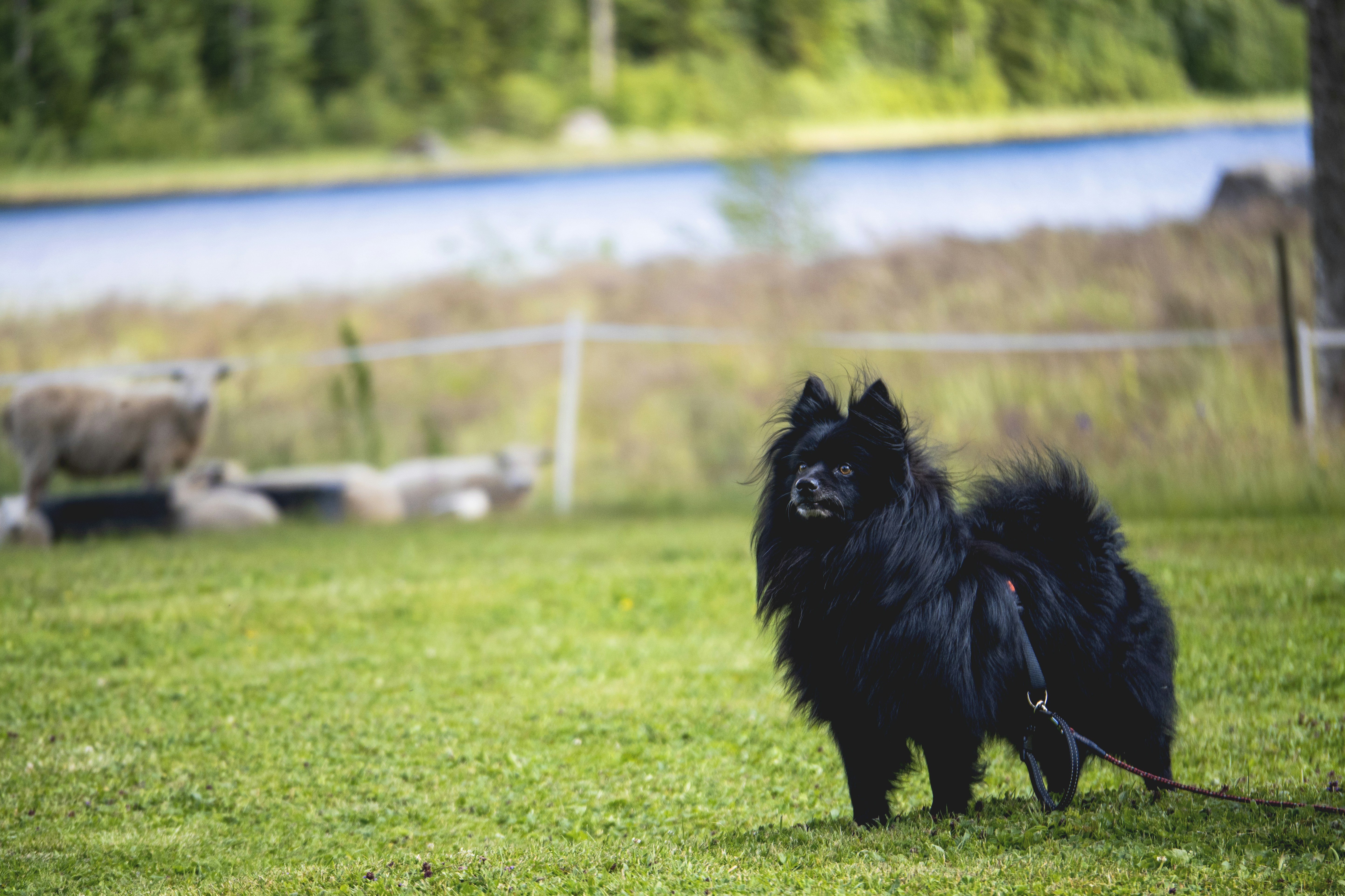A black dog walking across a lush green field