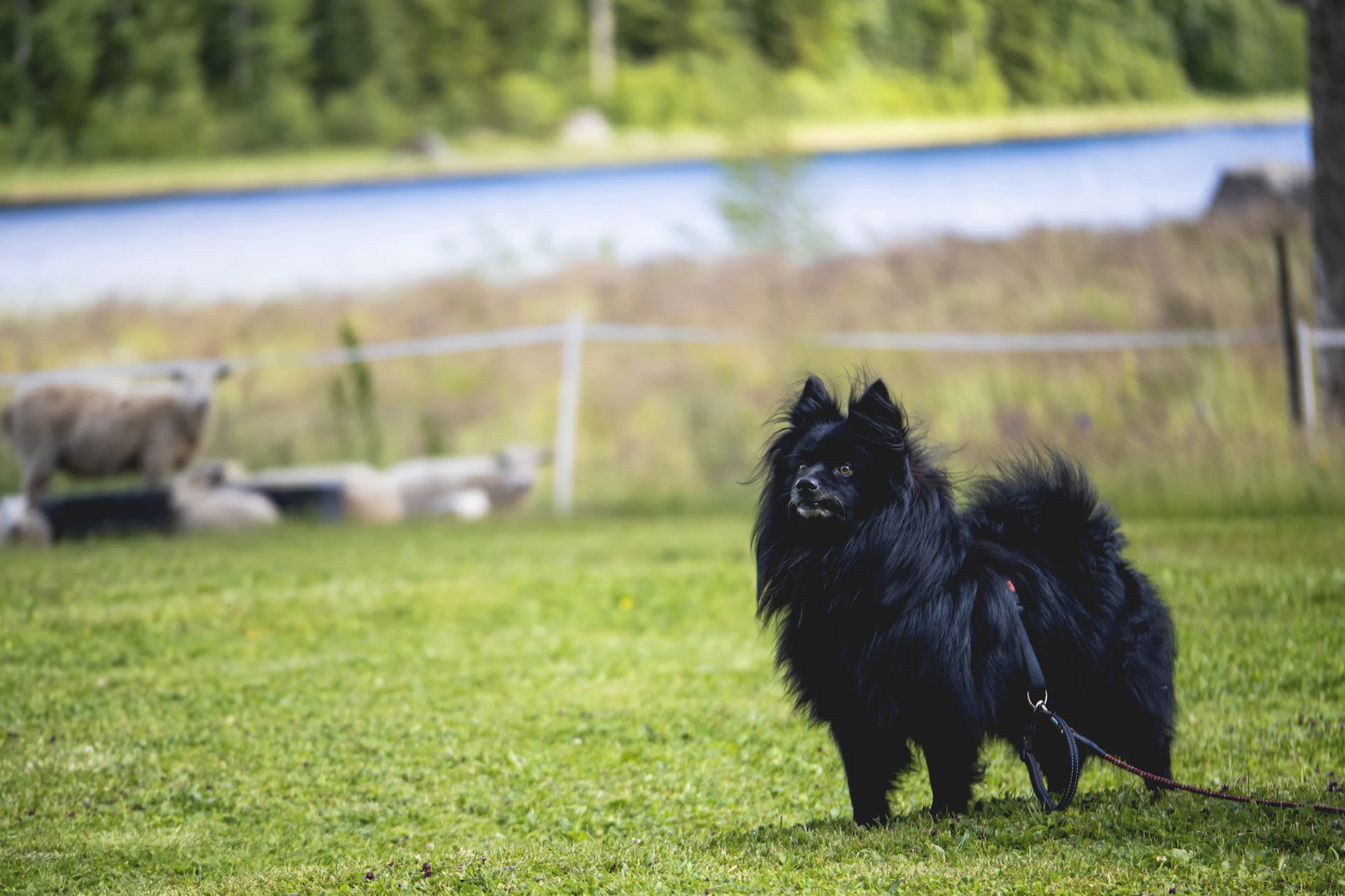 A German Spitz
