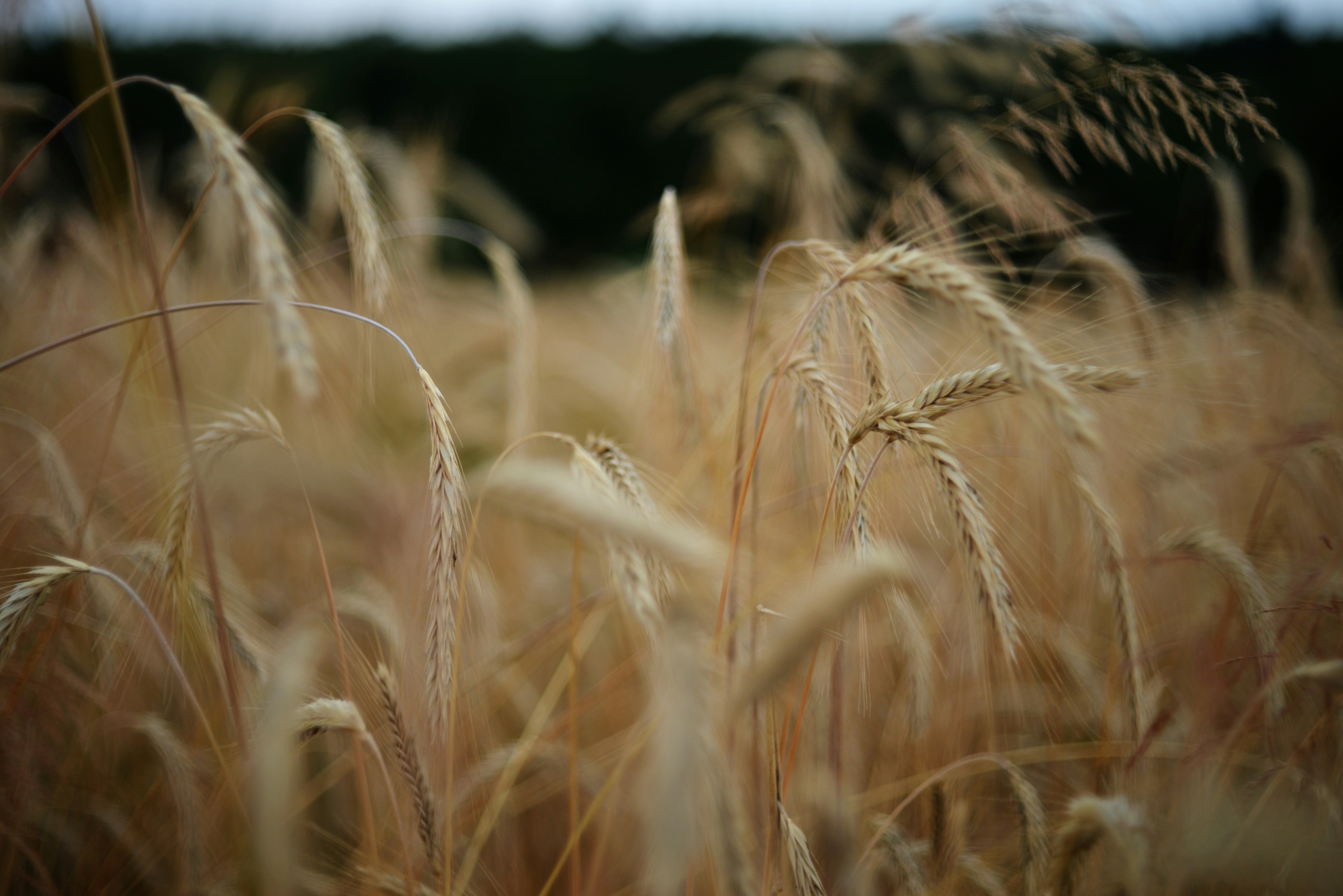 Photo by cherstve_pechivo