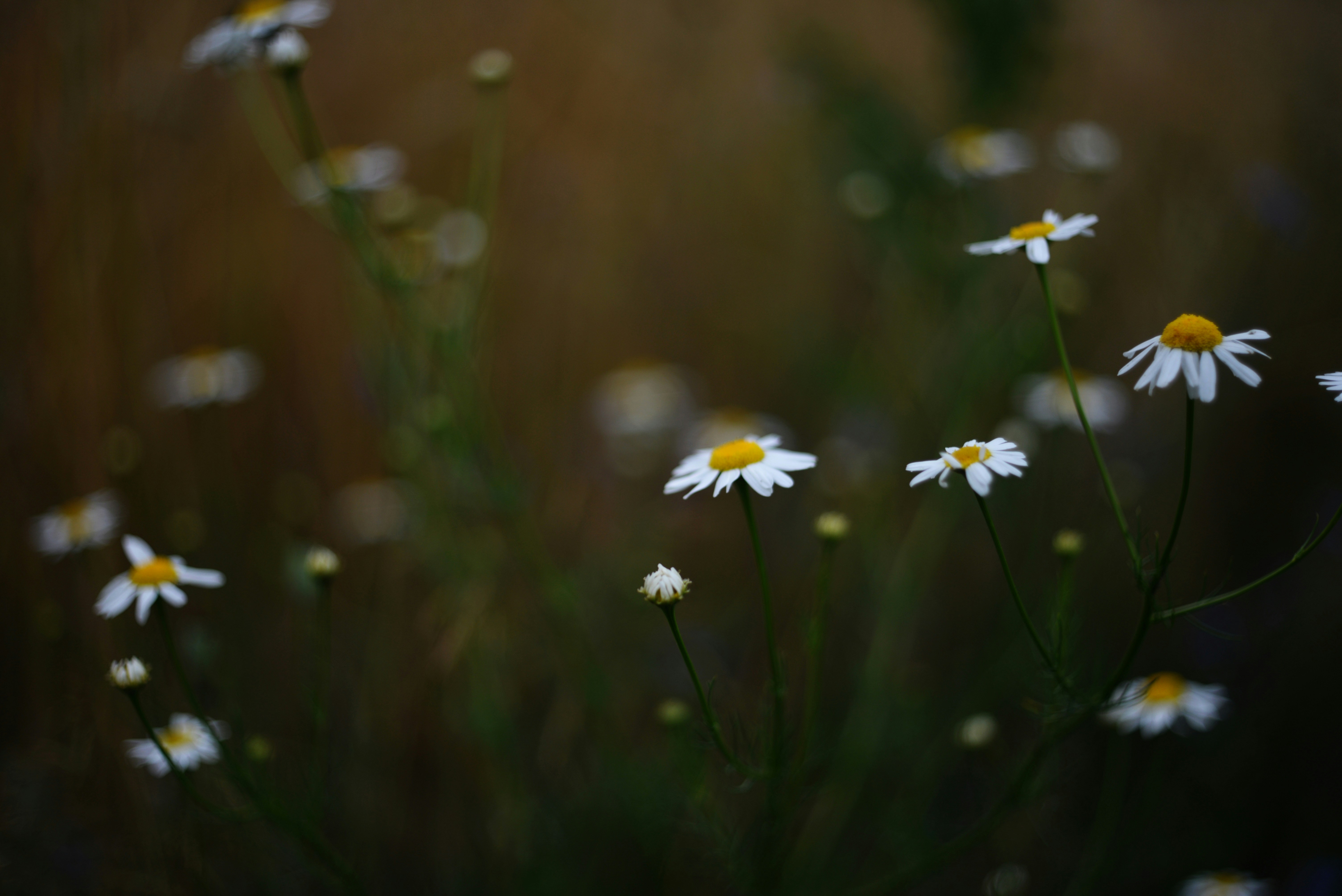 Photo by cherstve_pechivo