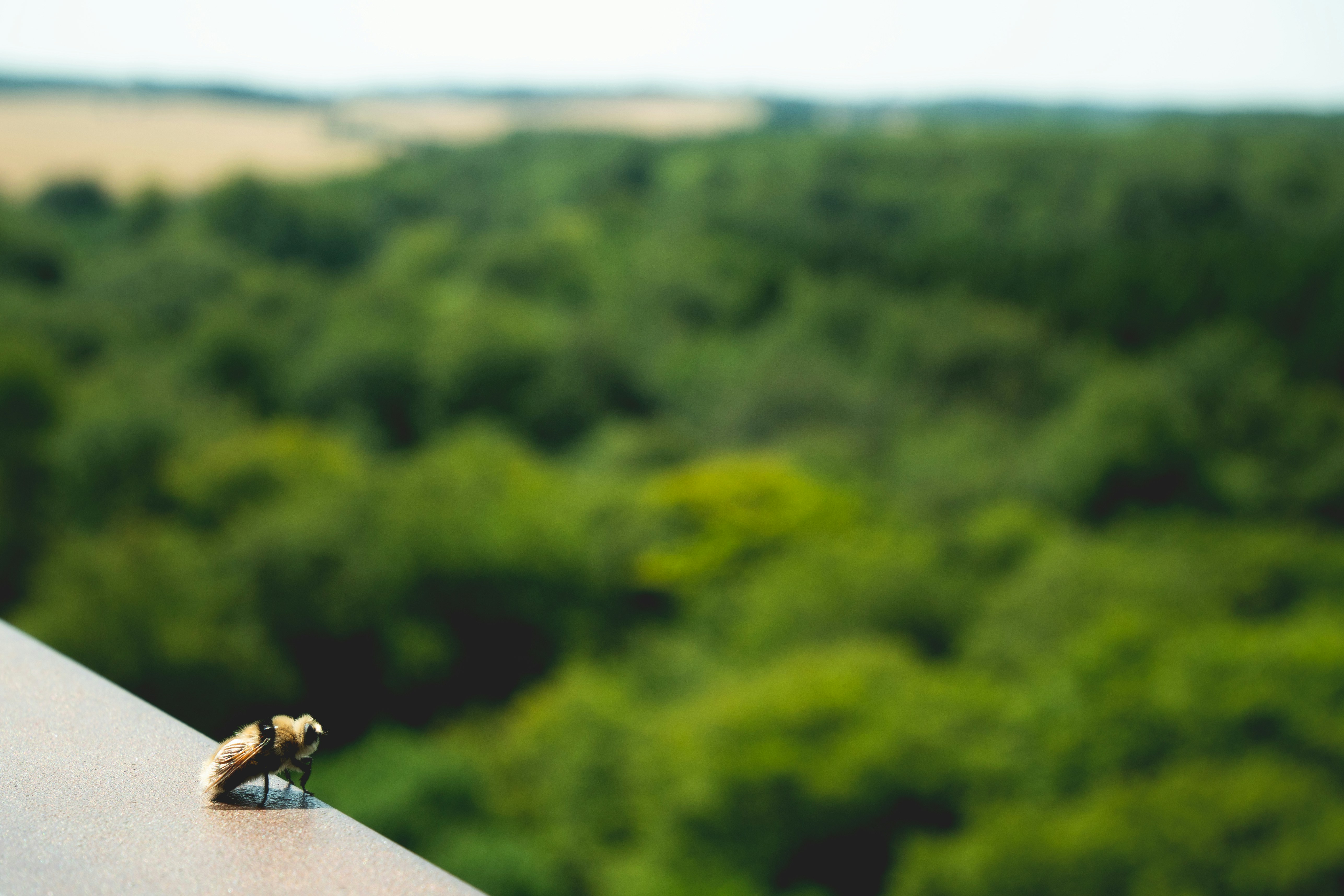 A small bird sitting on top of a roof