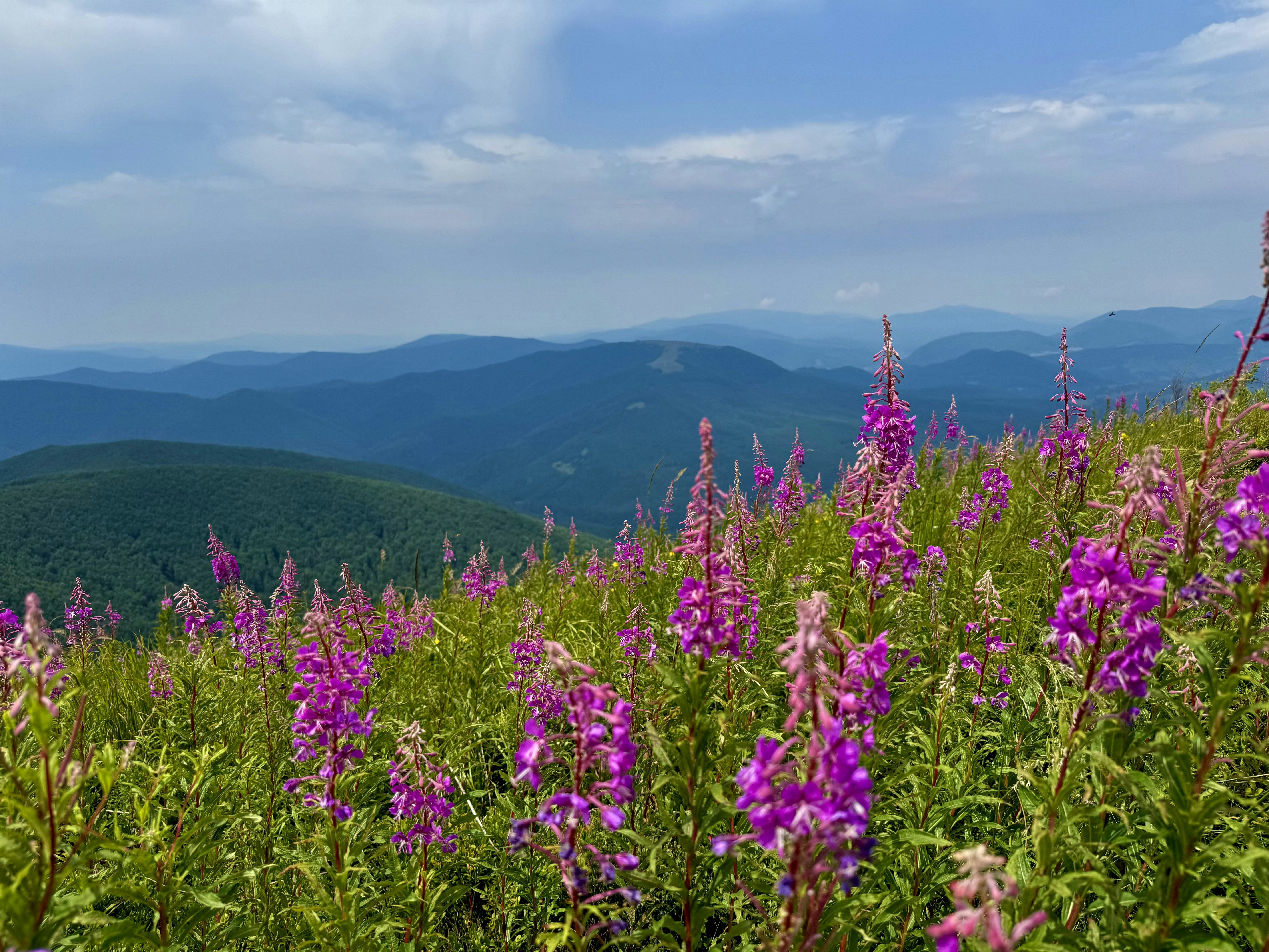 Wildflowers blooming in the mountains on a sunny day
