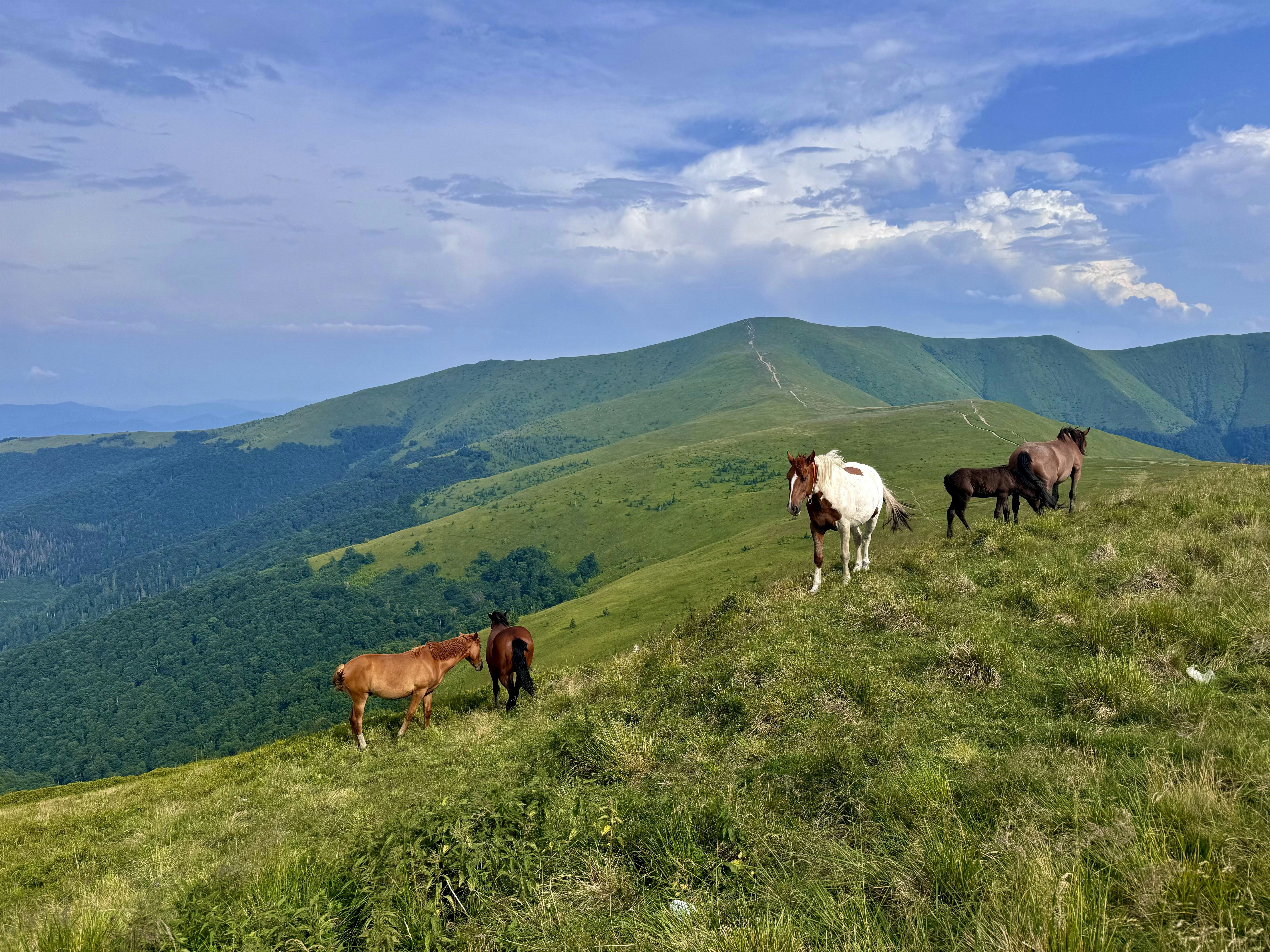 A group of horses standing on top of a lush green hillside