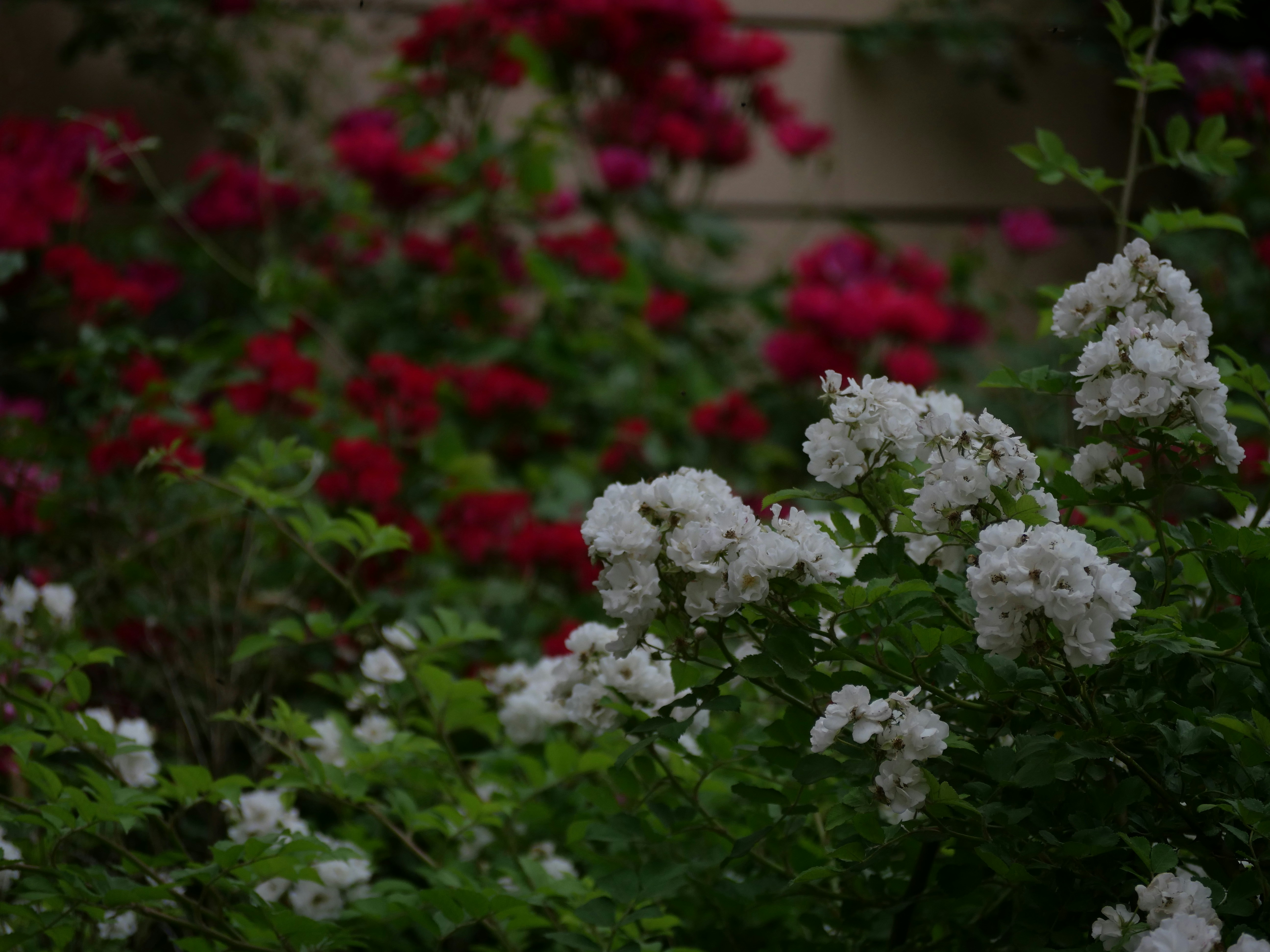 A bunch of white and red flowers in a garden