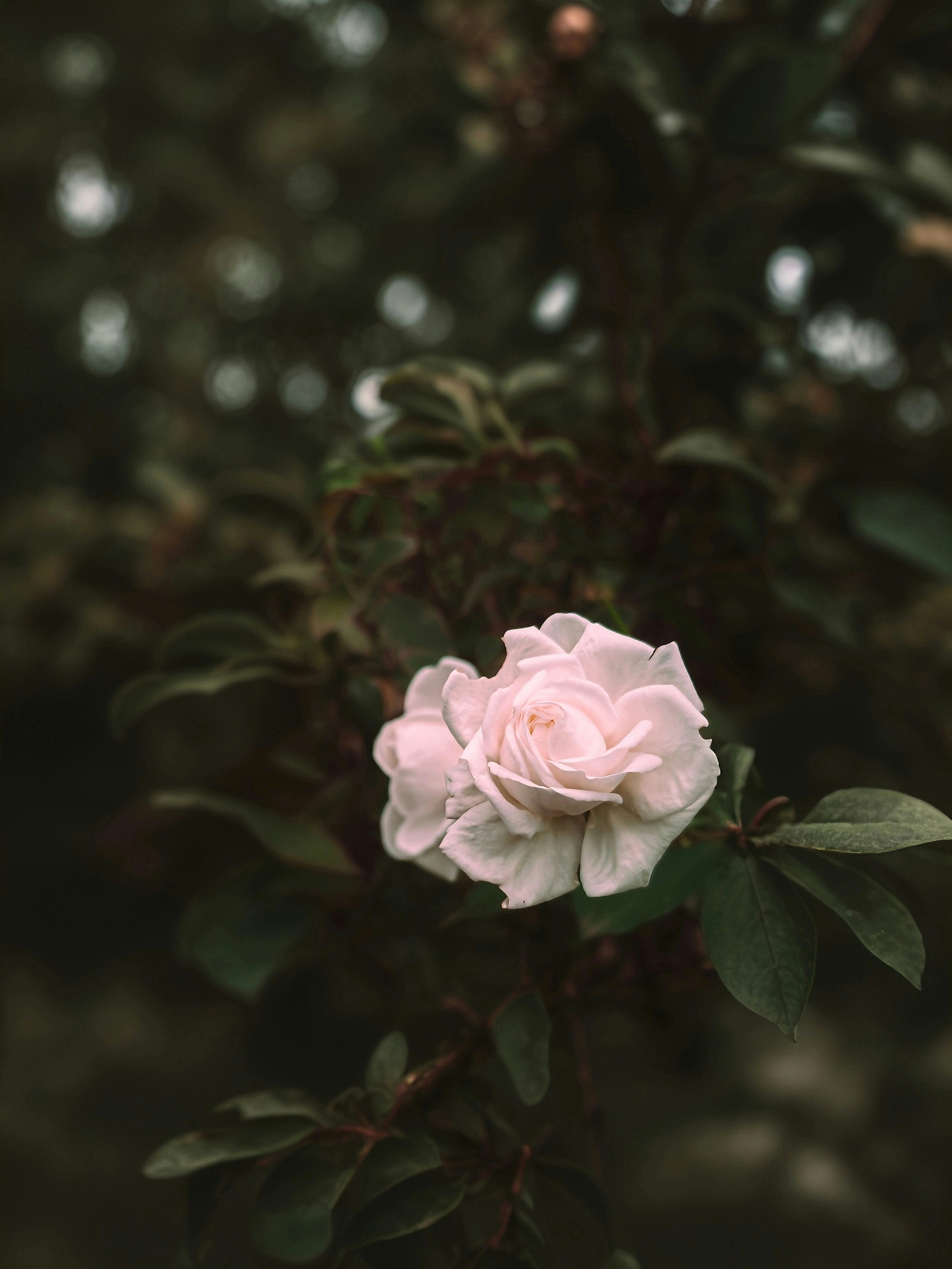 Photo by aman_shikalgar06