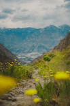 A dirt path with yellow flowers and mountains in the background