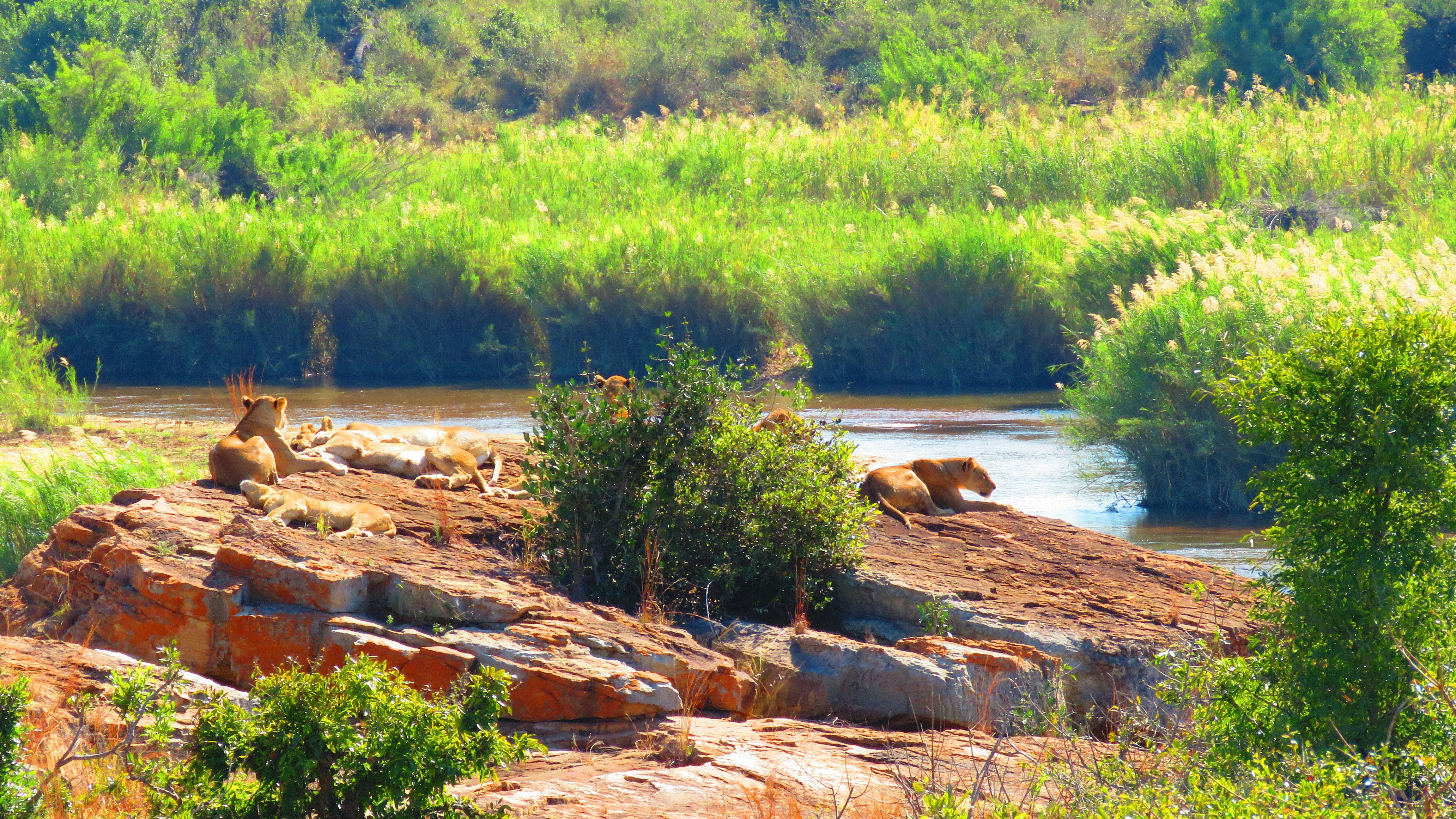 A pride of Lions basking in the sun in the African bush