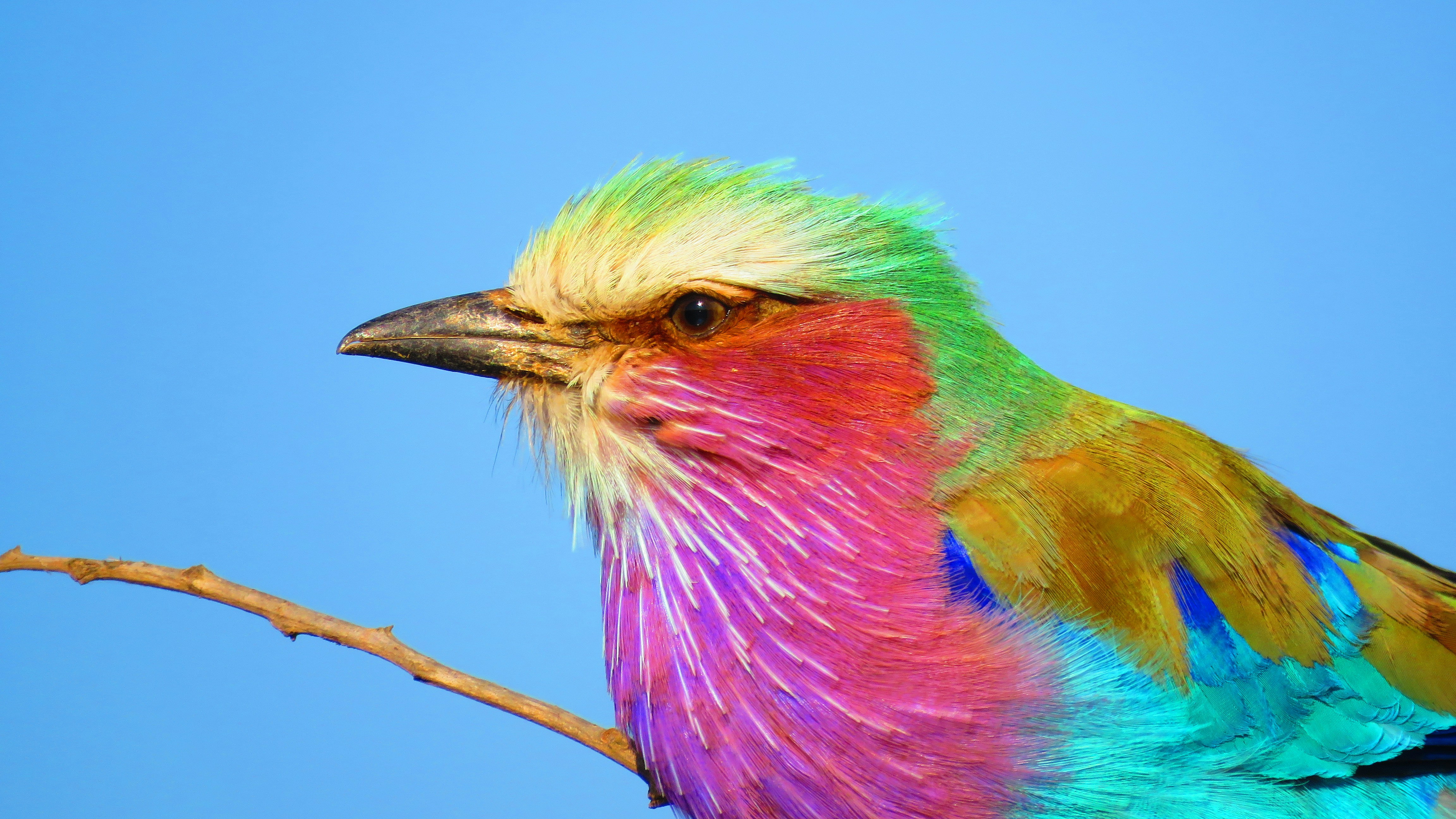 Lilac-breasted Roller