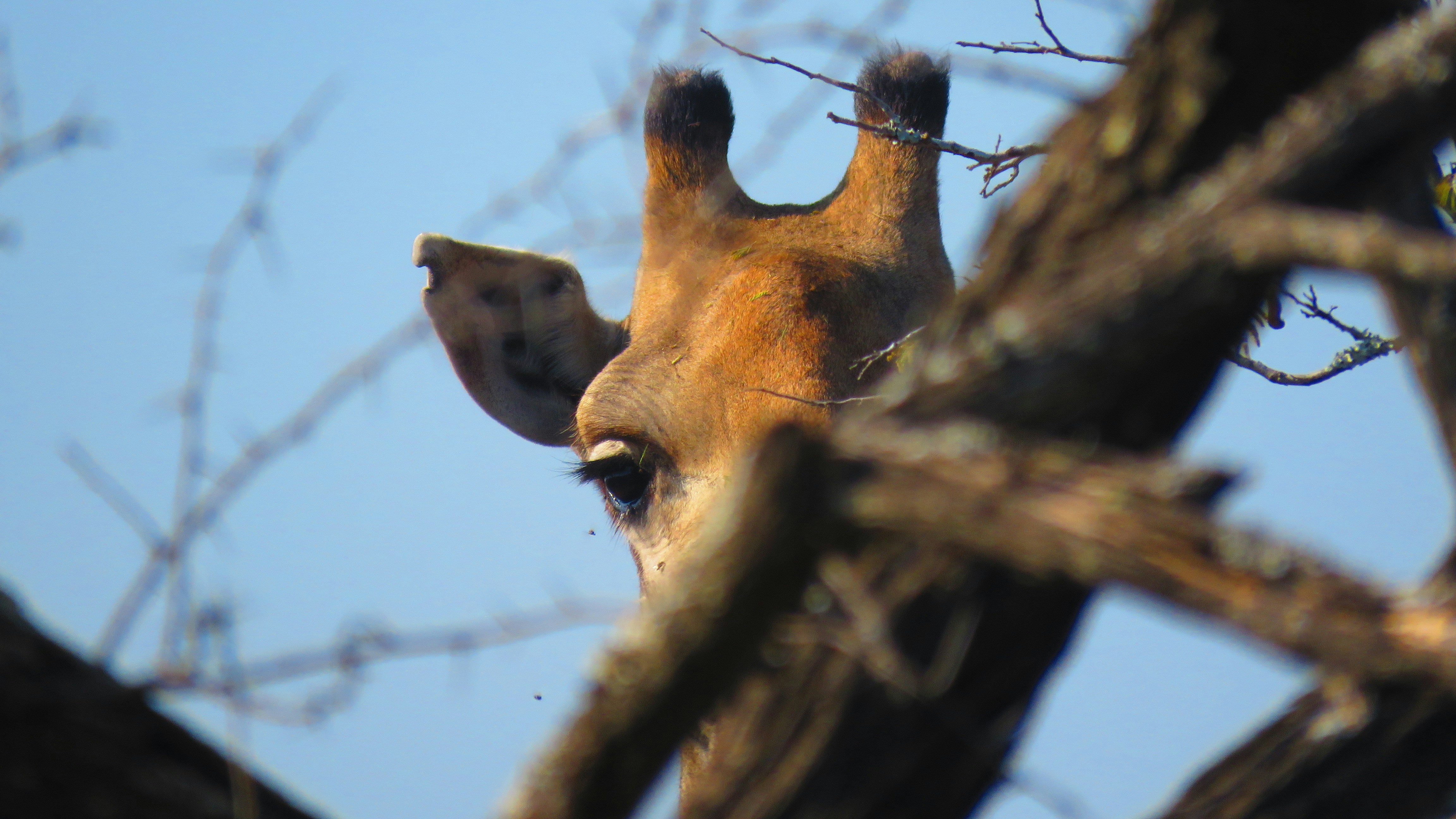 A giraffe looking over the top of a tree