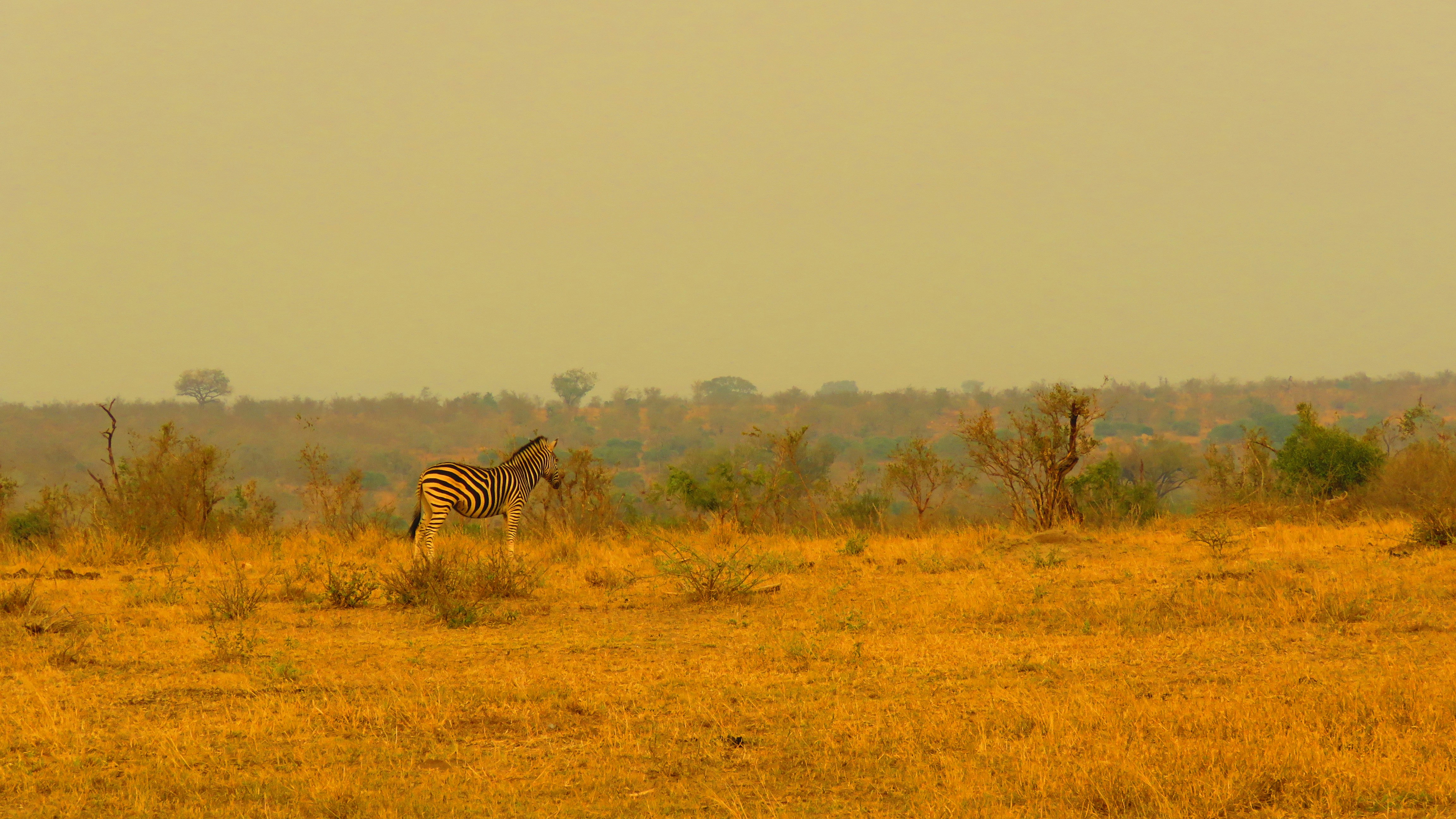 Two giraffes in a field with trees in the background