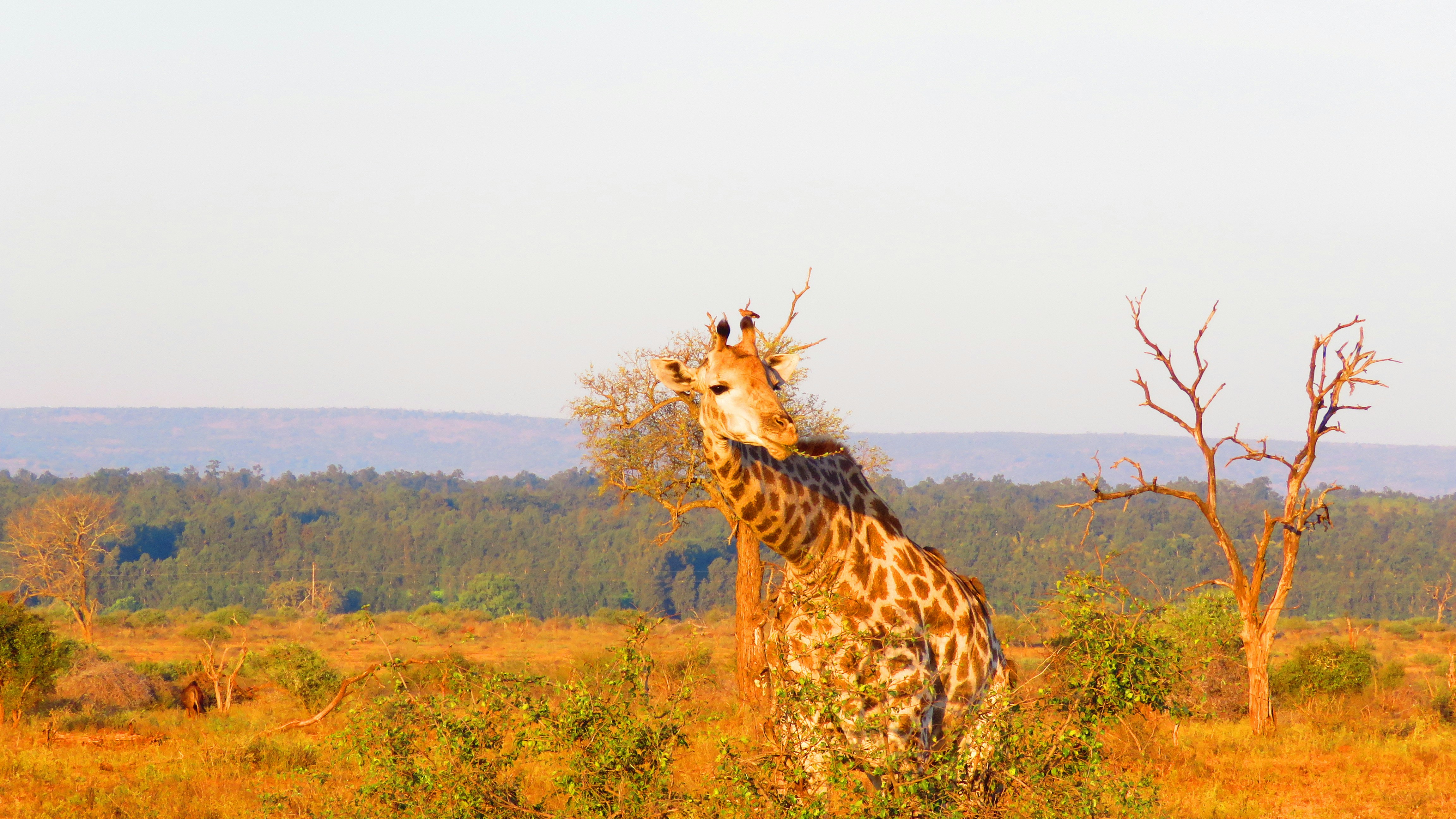 A giraffe standing in the middle of a field