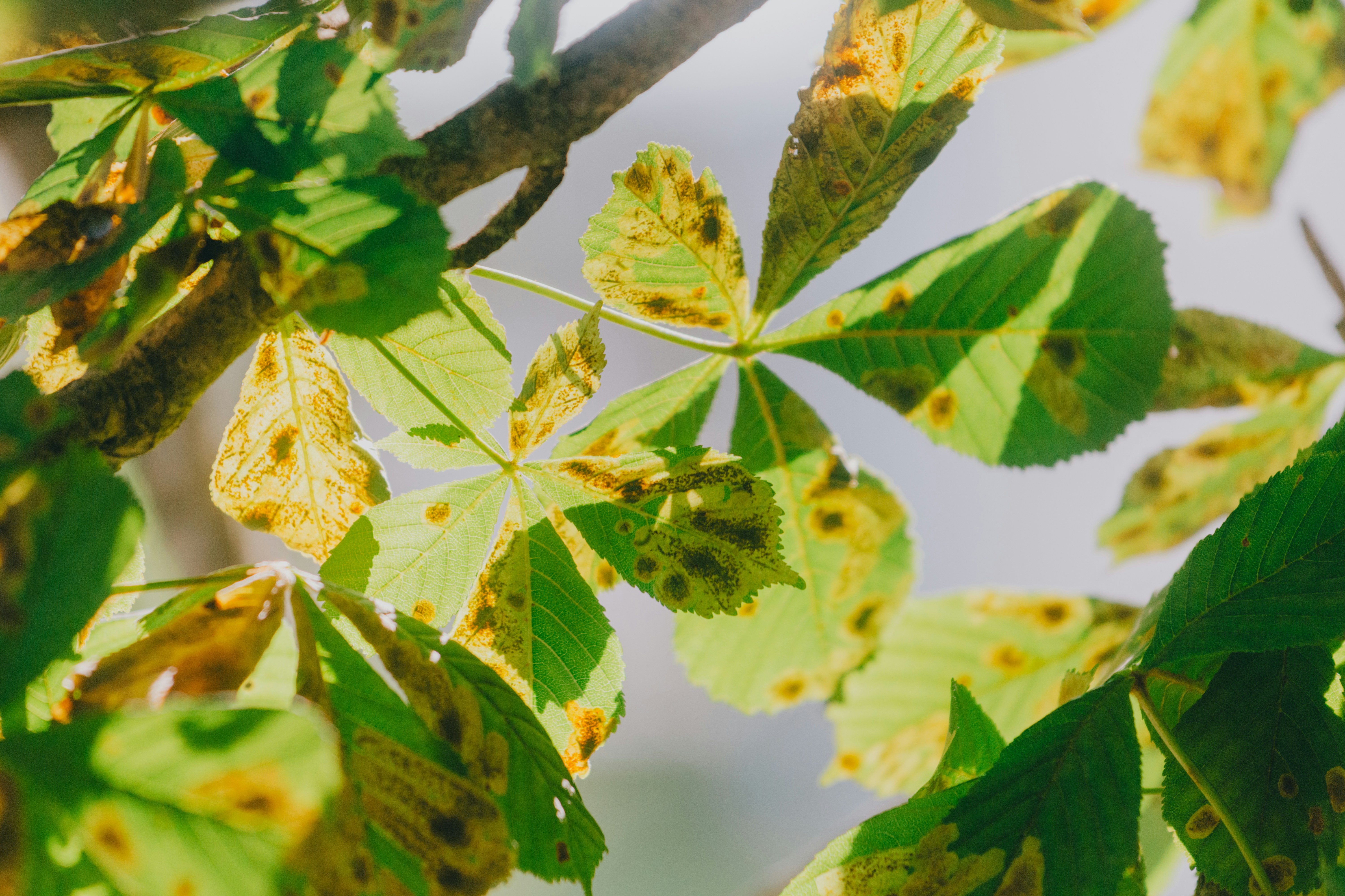 tree disease examination