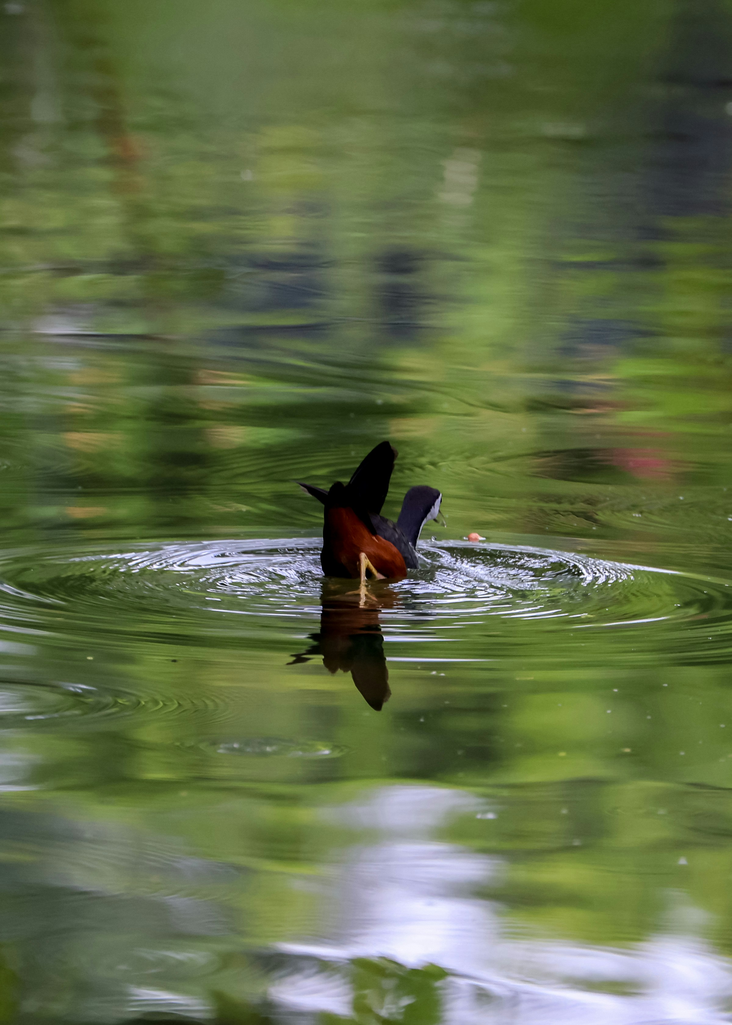 Photo by dickenslin76