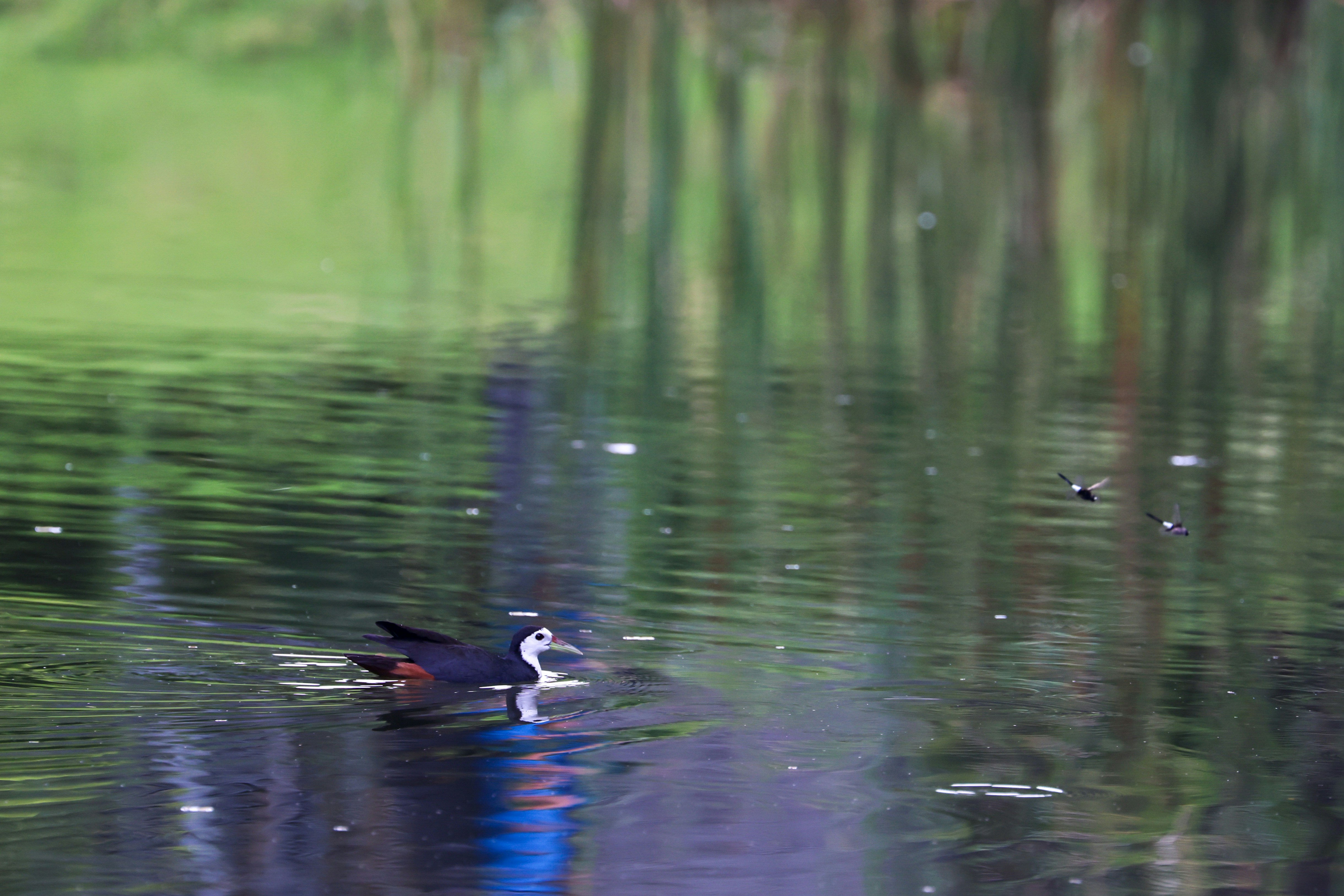 Photo by dickenslin76