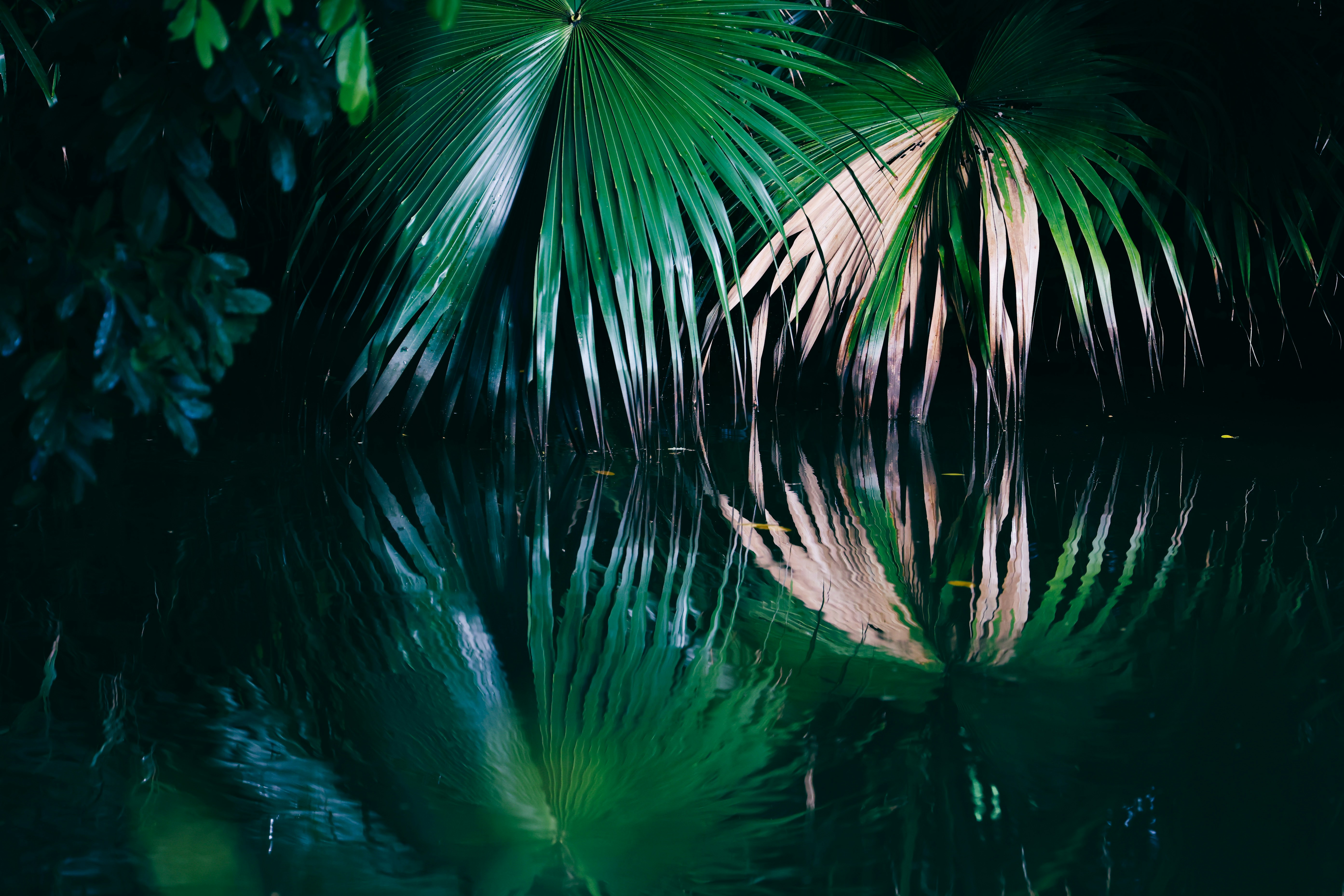 A palm tree is reflected in a body of water photo – Free Grey Image on ...