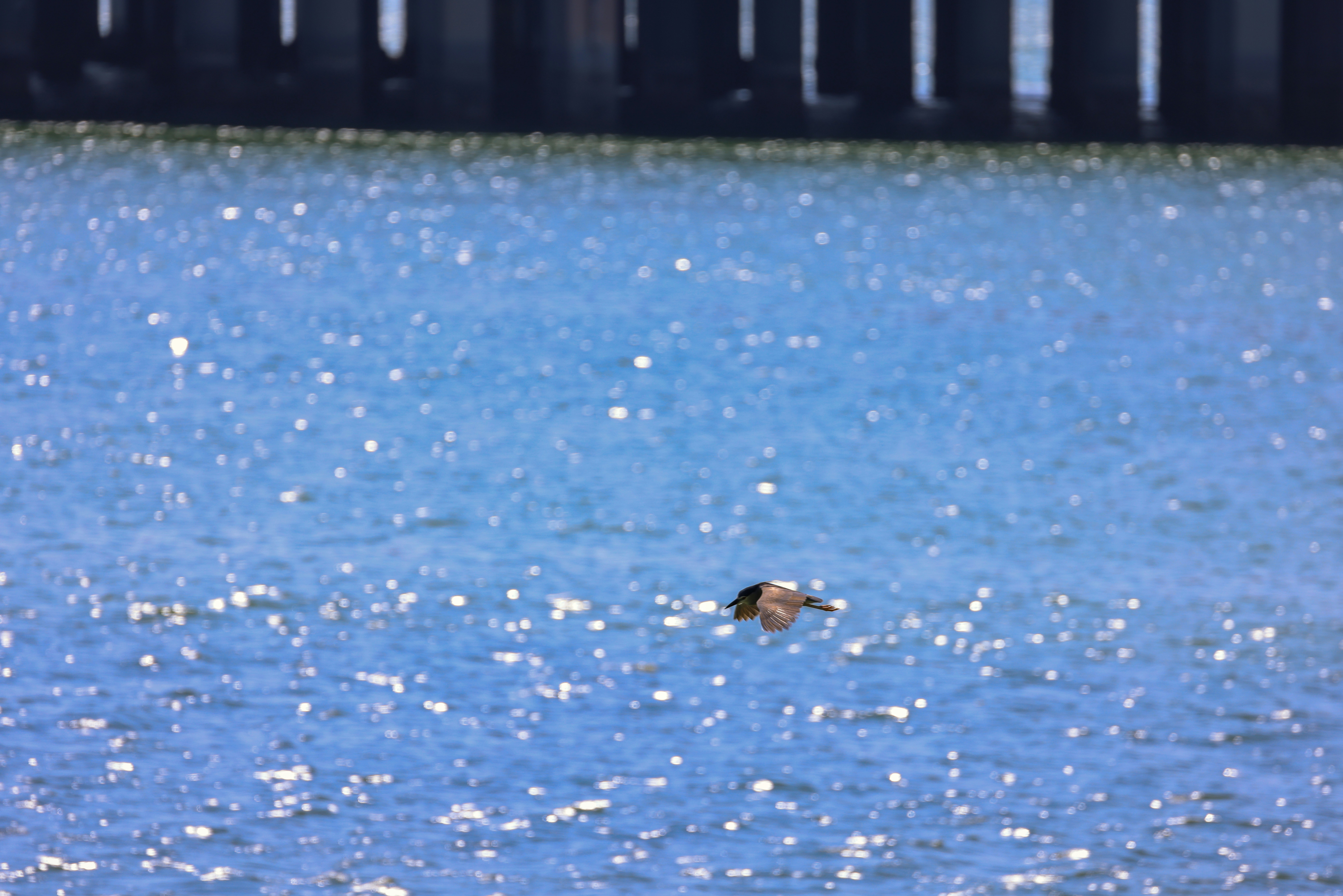 Photo by dickenslin76