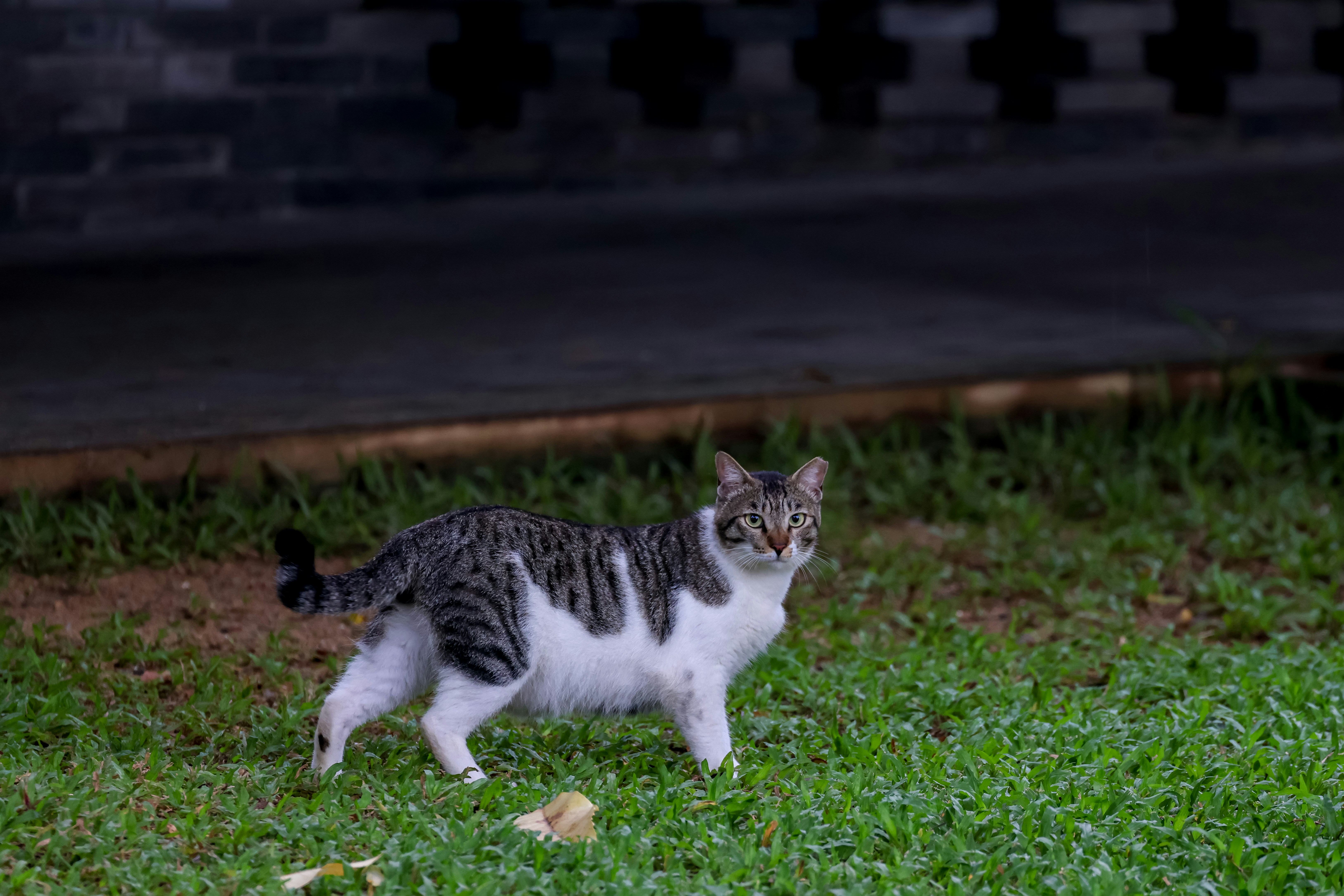 Γιατί η Γάτα μου Τρέχει Σαν Τρελή τη Νύχτα; (Zoomies)