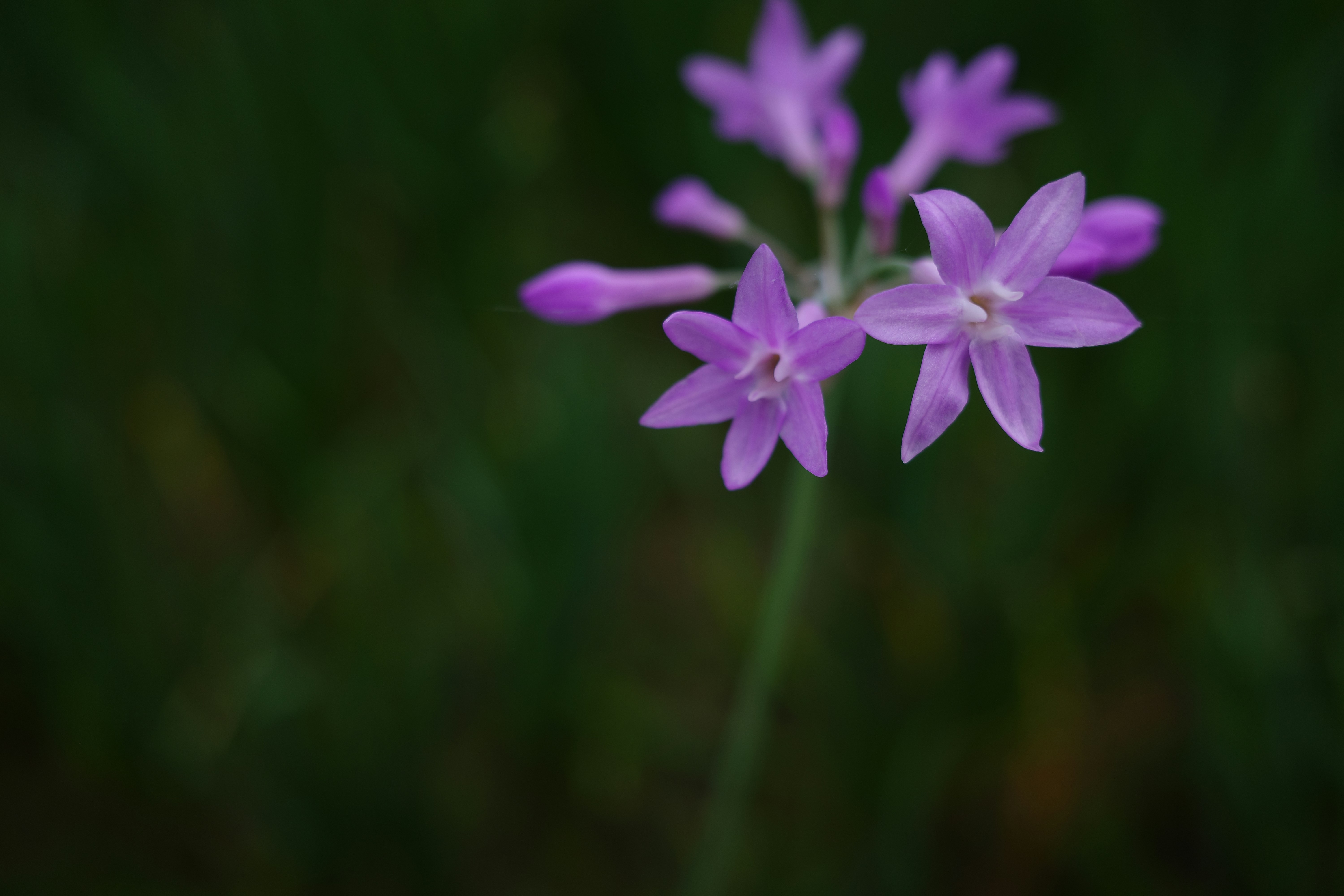 Photo by dickenslin76