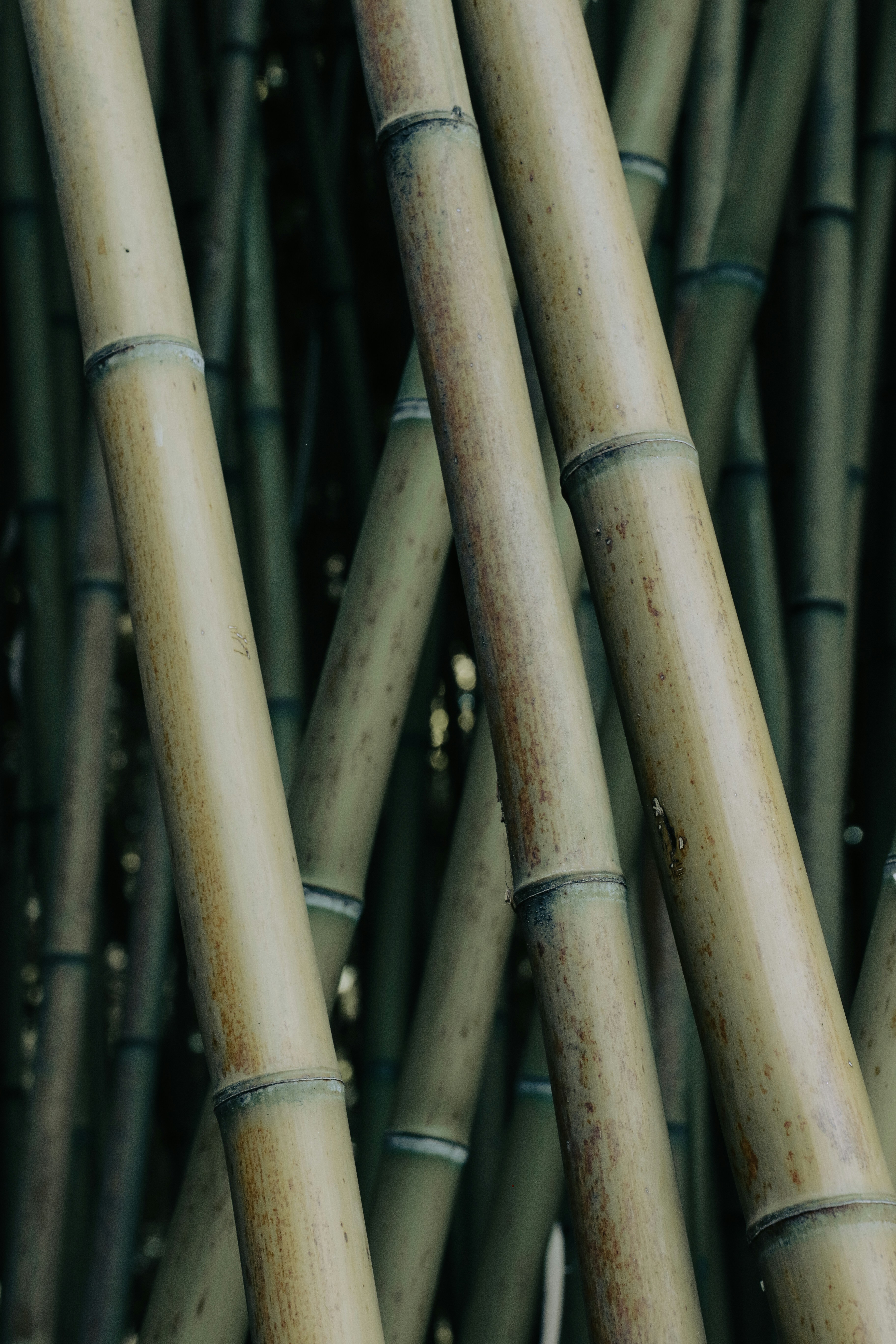 A bunch of bamboo sticks are stacked together