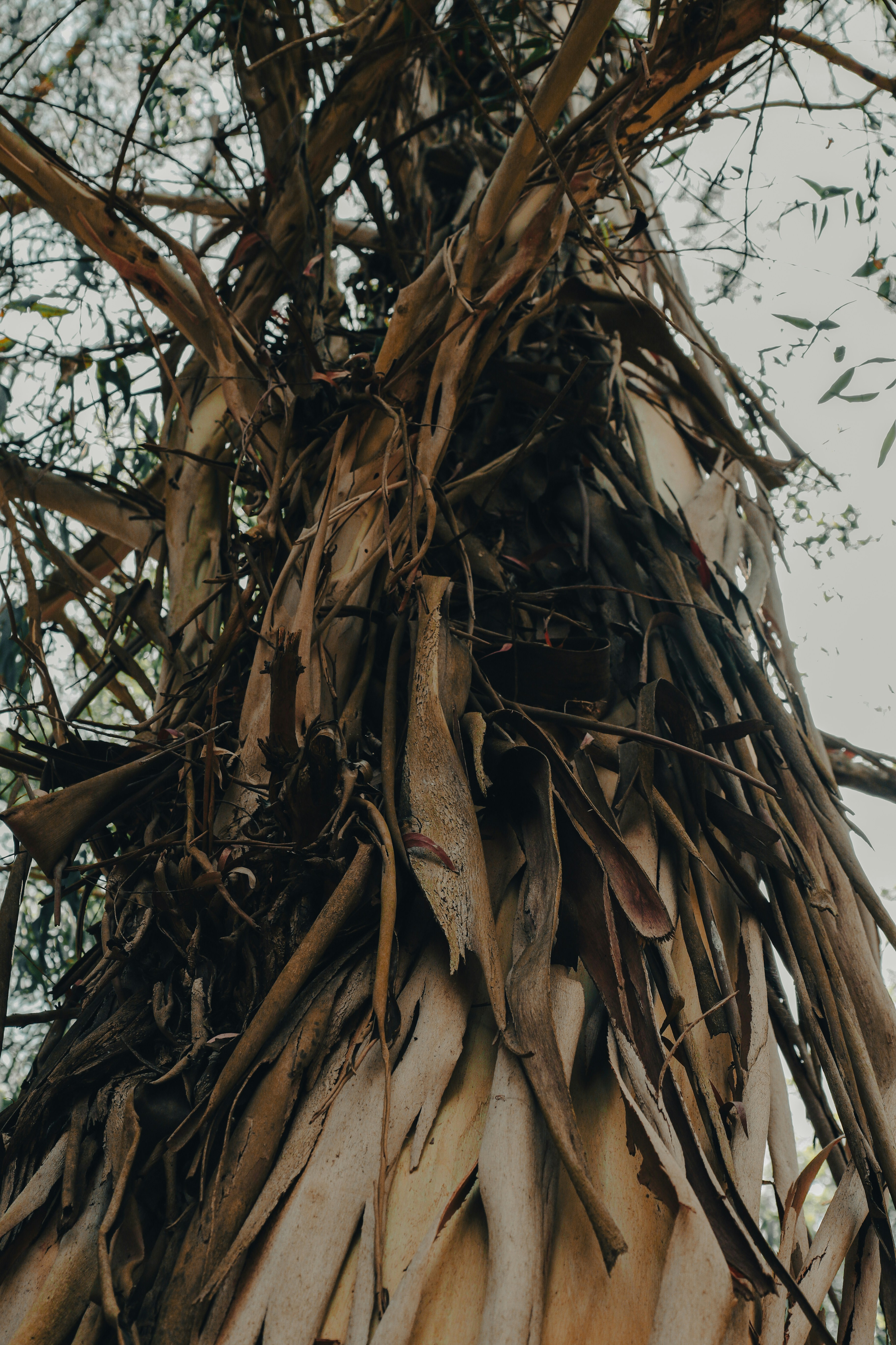 Un arbre très grand avec beaucoup de branches