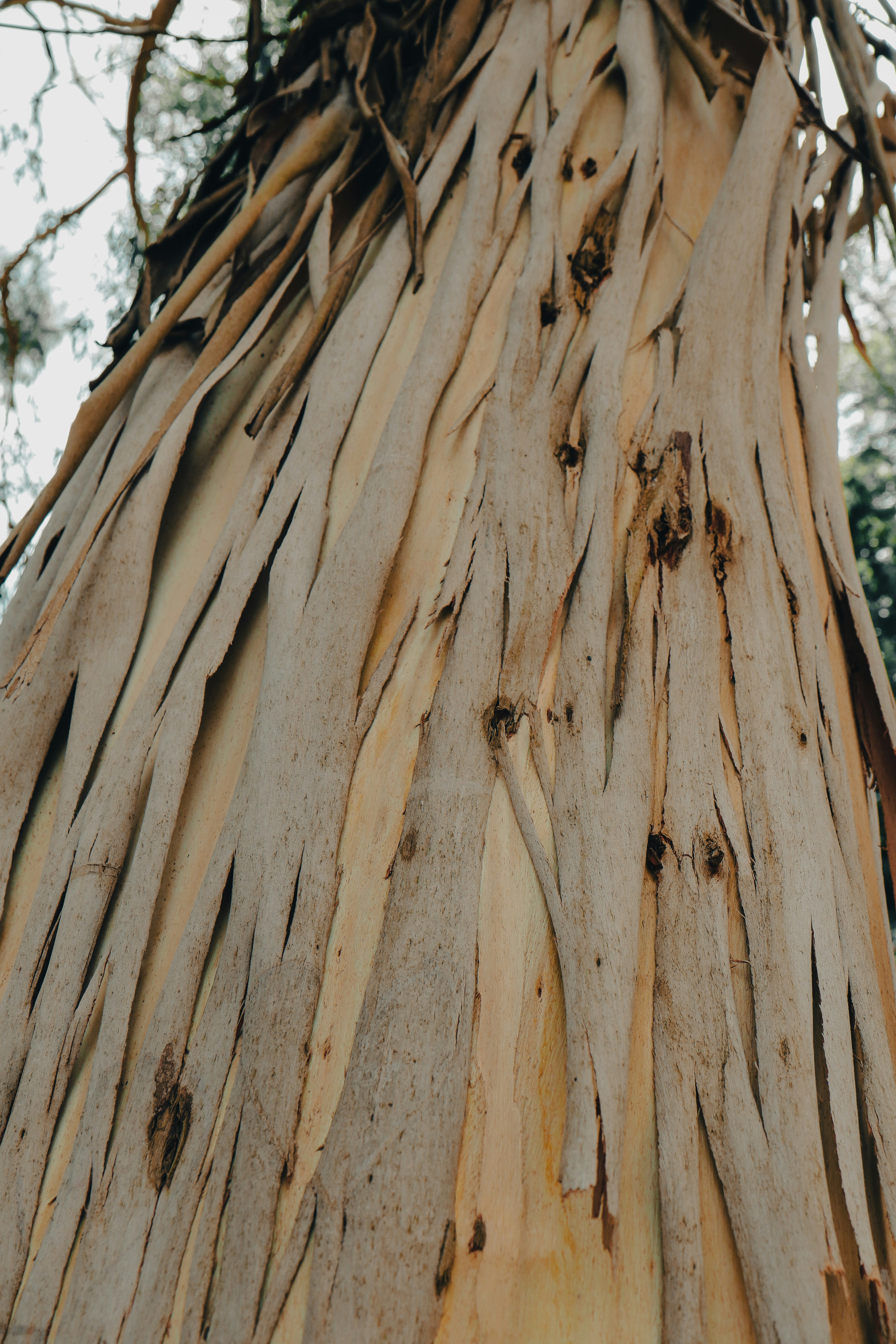 Un gros plan de l’écorce d’un arbre