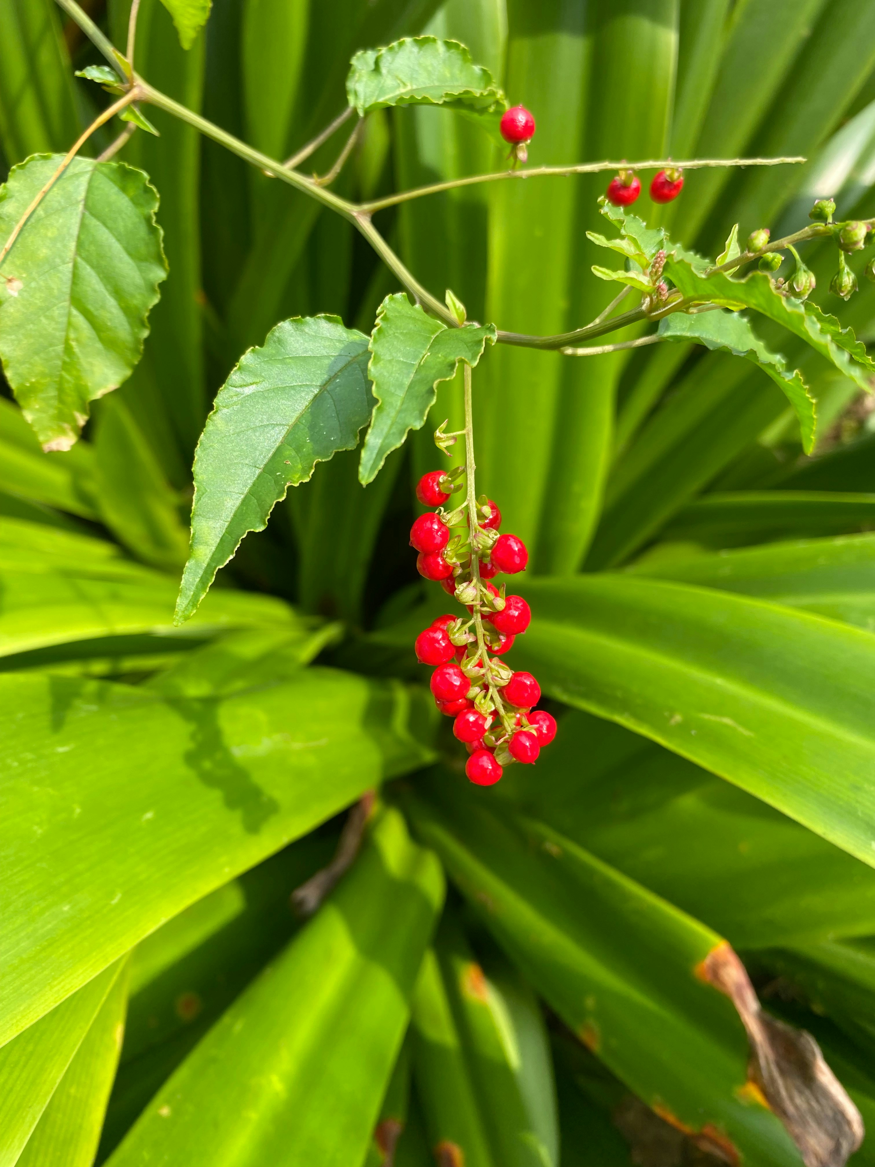 A close up of a plant with red berries on it