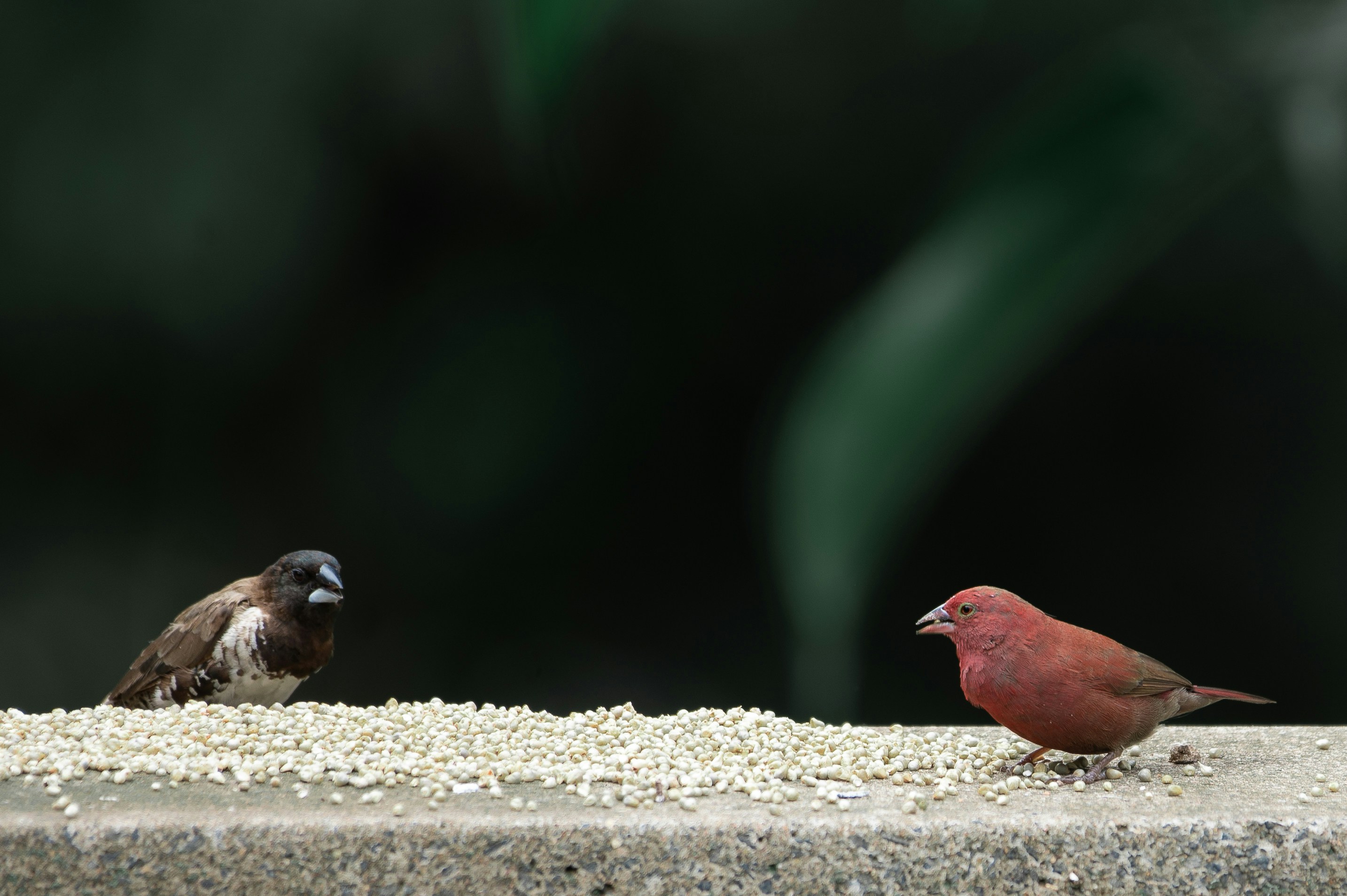 Photo by ramandamodar