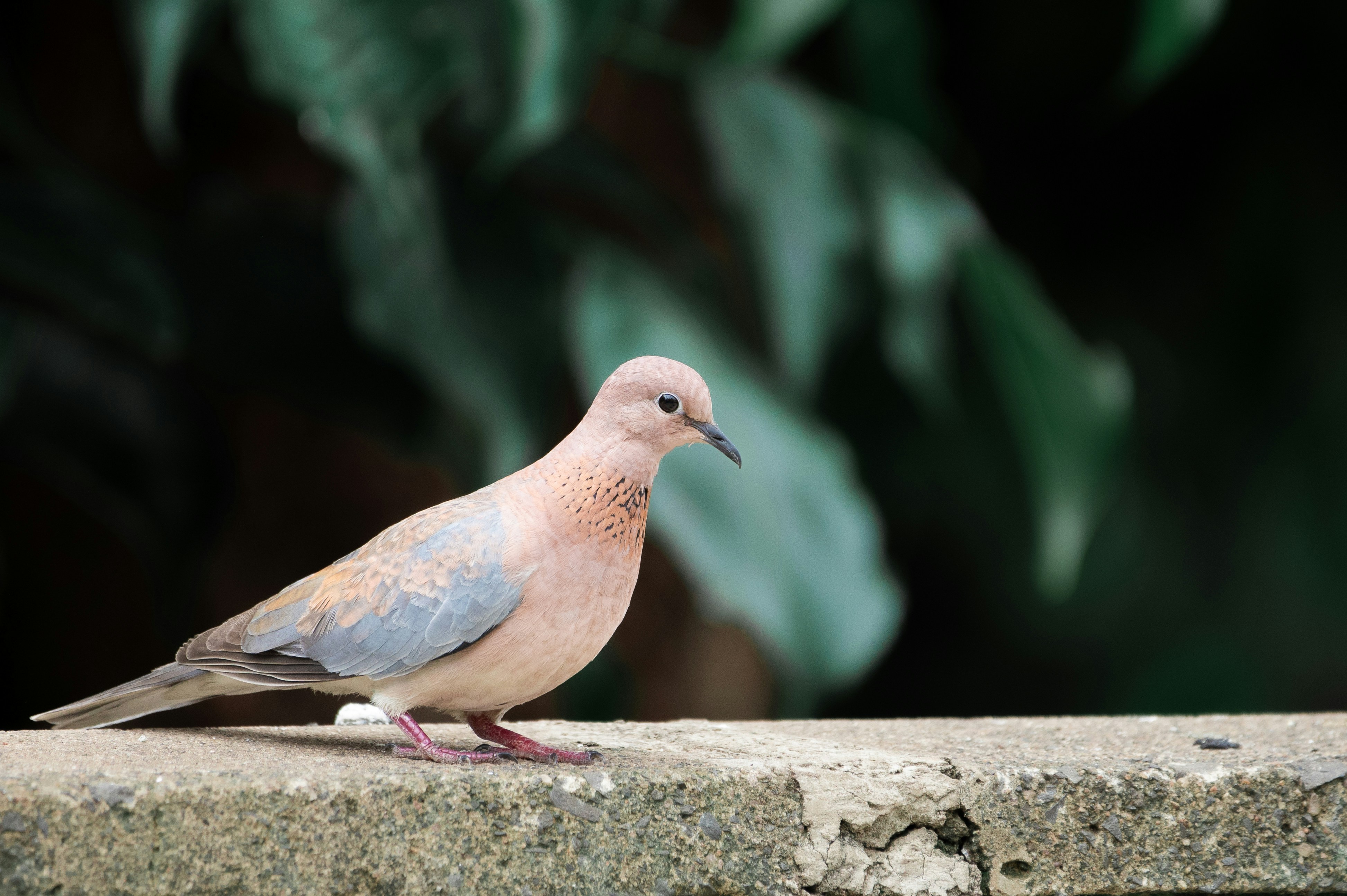 Photo by ramandamodar