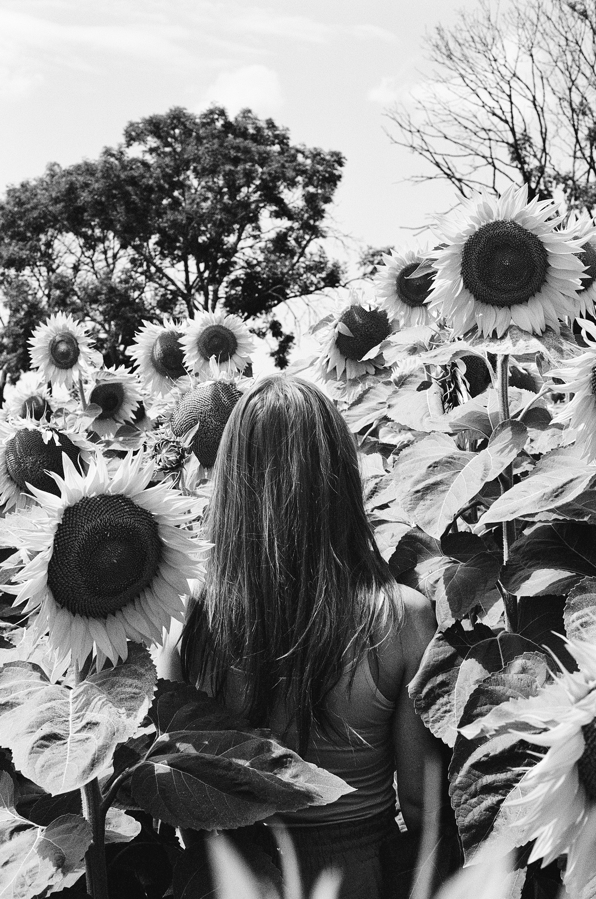 A woman standing in a field of sunflowers photo – Free Vértesboglár ...
