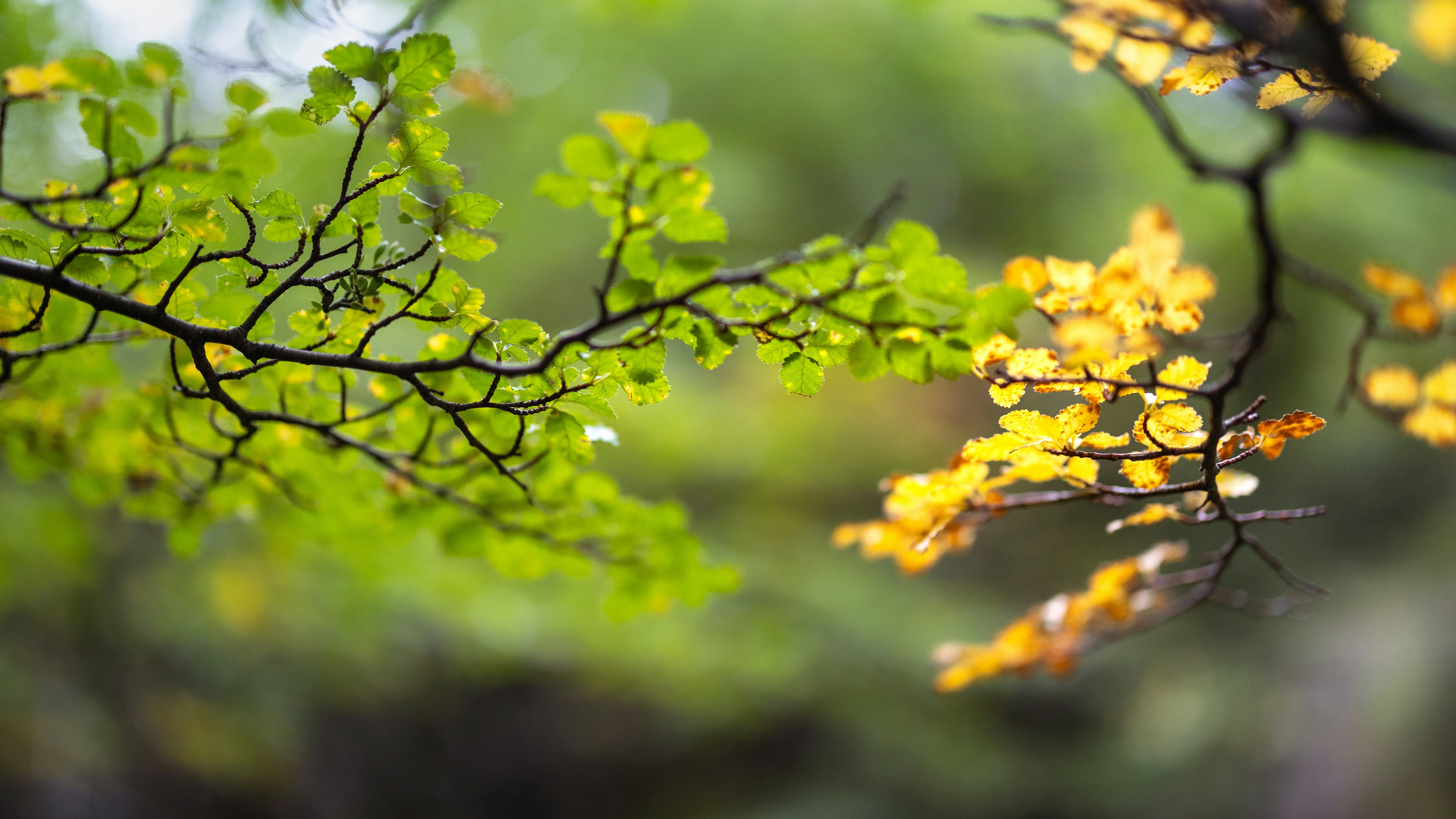 Photo by marekpiwnicki