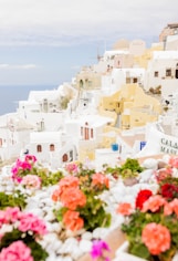 A bunch of flowers that are by some buildings