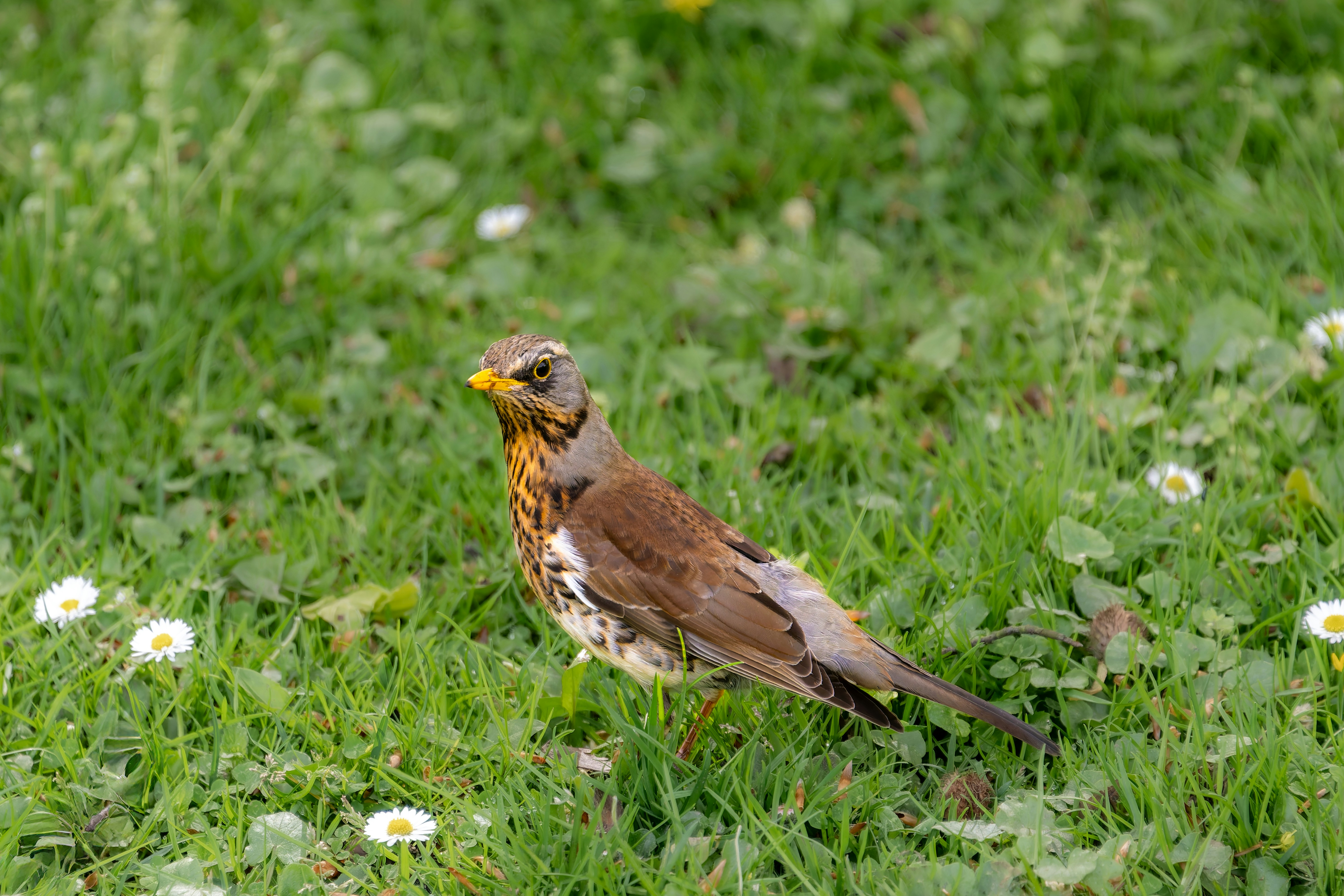 Photo by siegfriedpoepperl