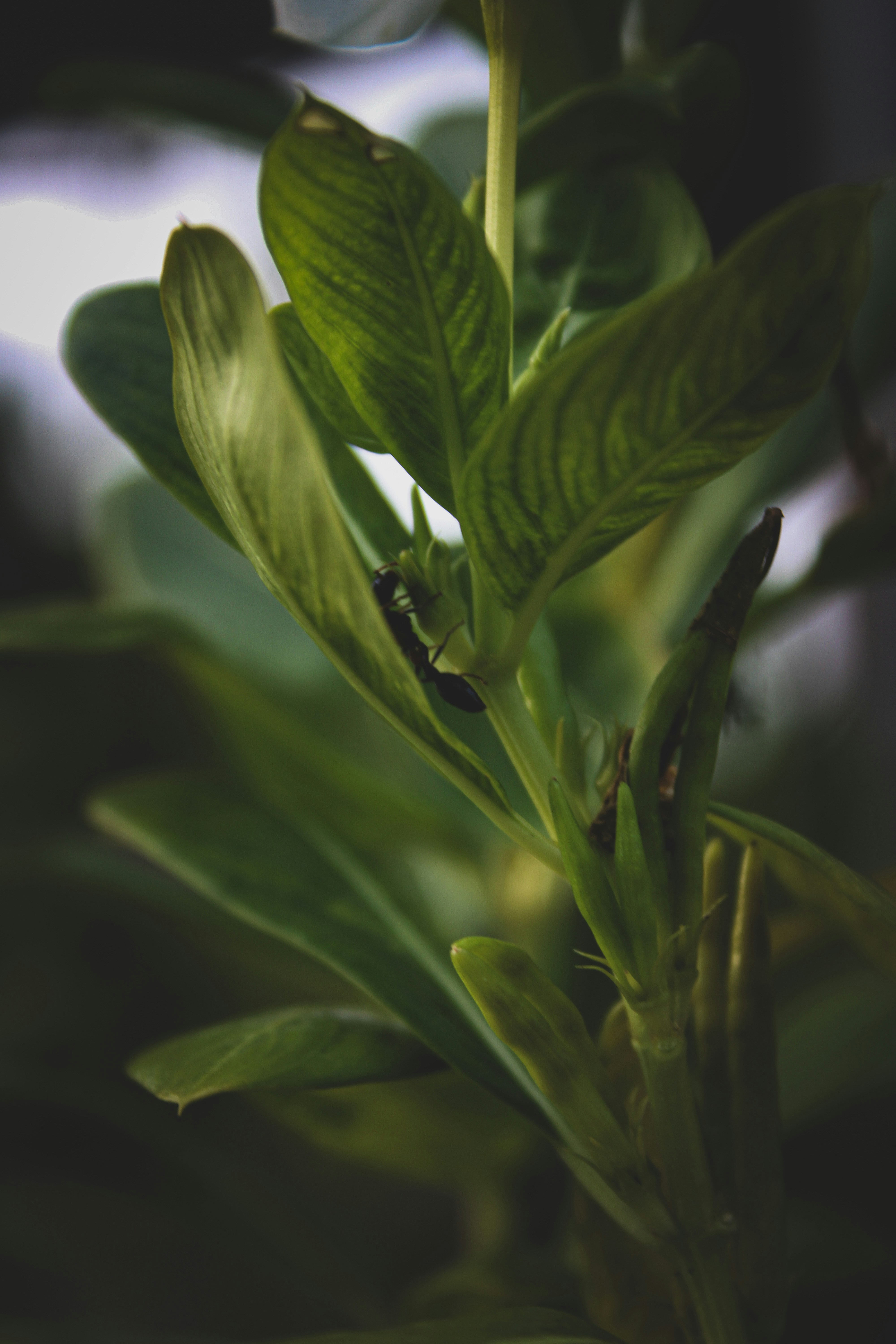 Photo by monoswita29