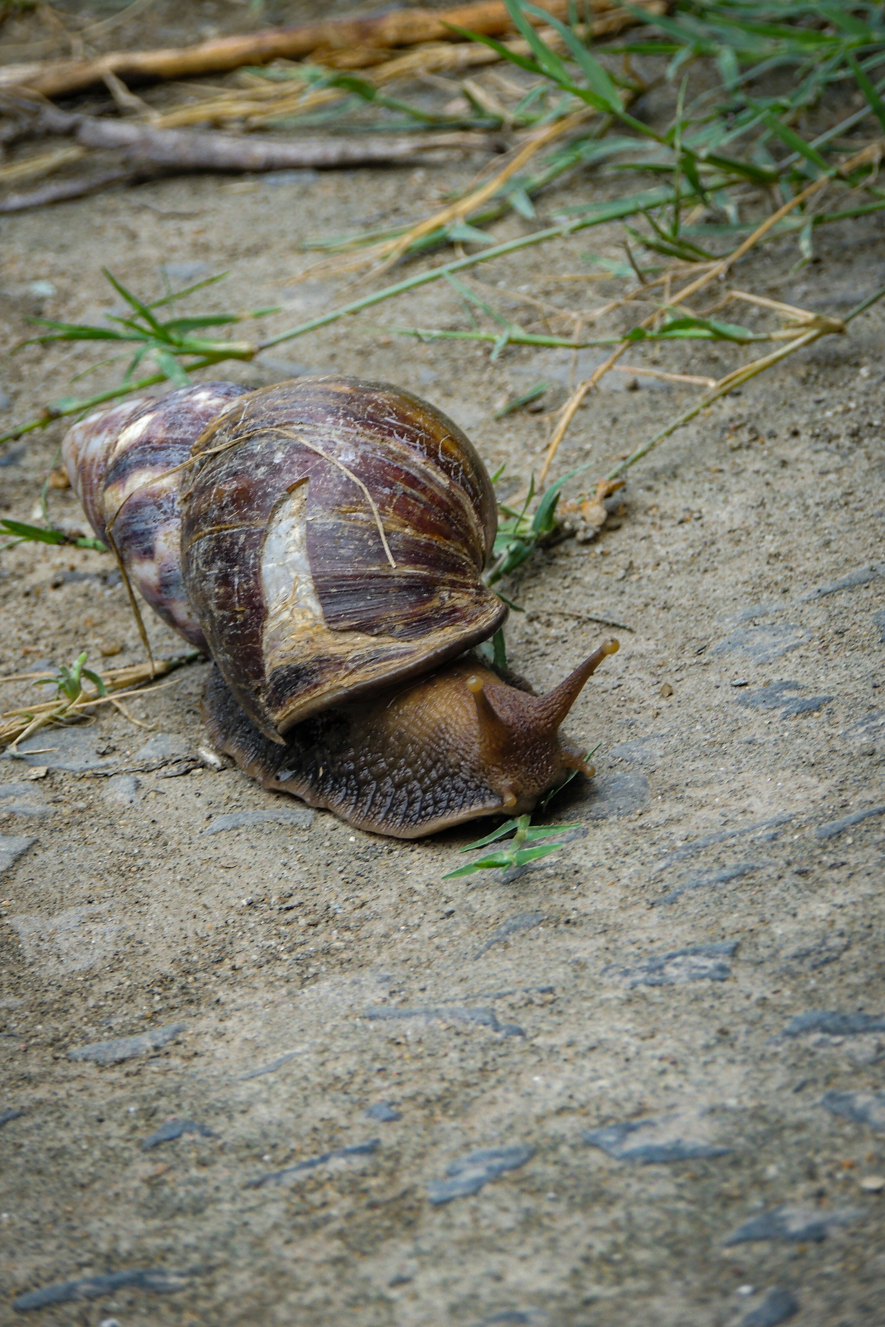 A snail crawling on the ground next to some grass