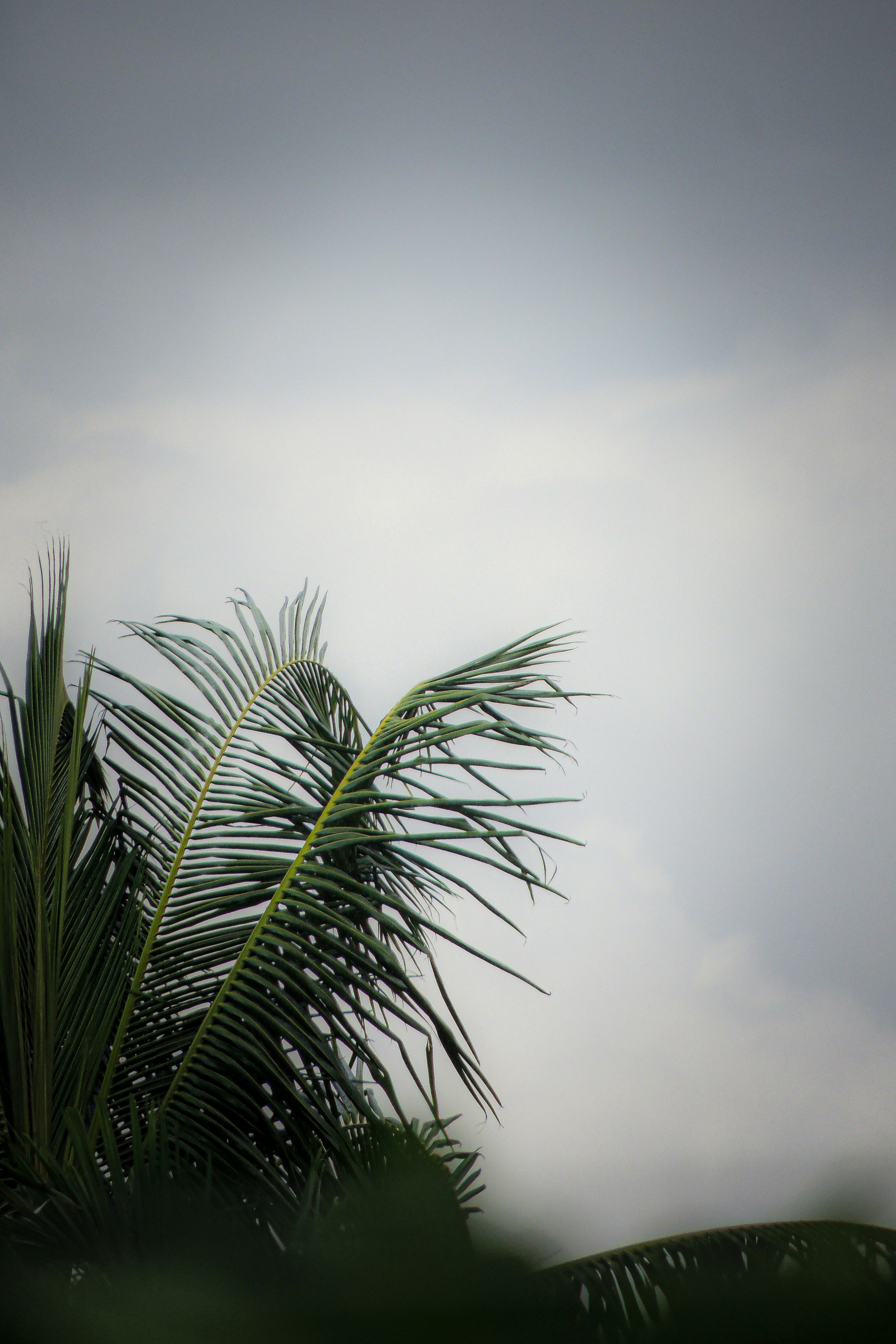 Photo by monoswita29